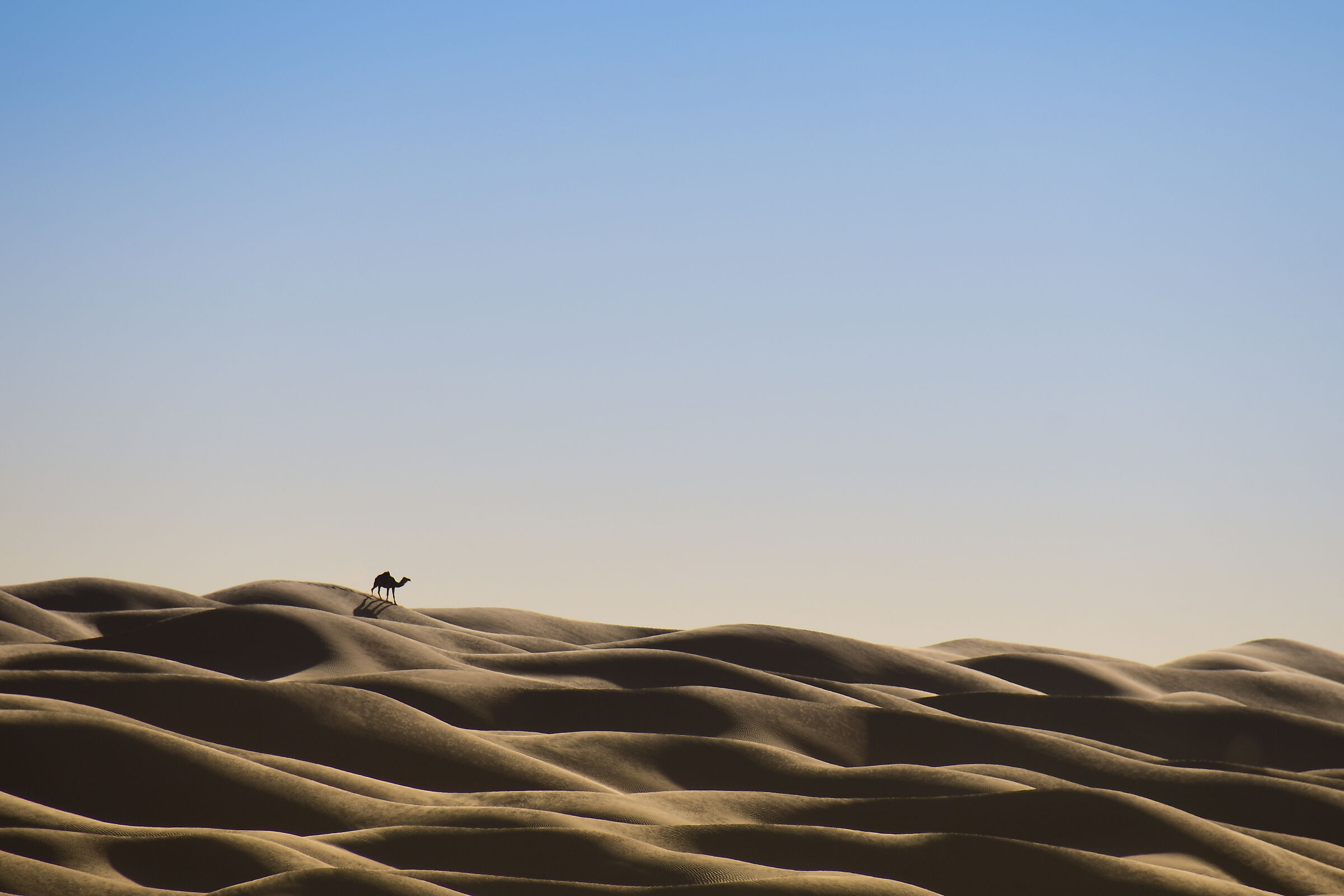 Dromedary on the horizon