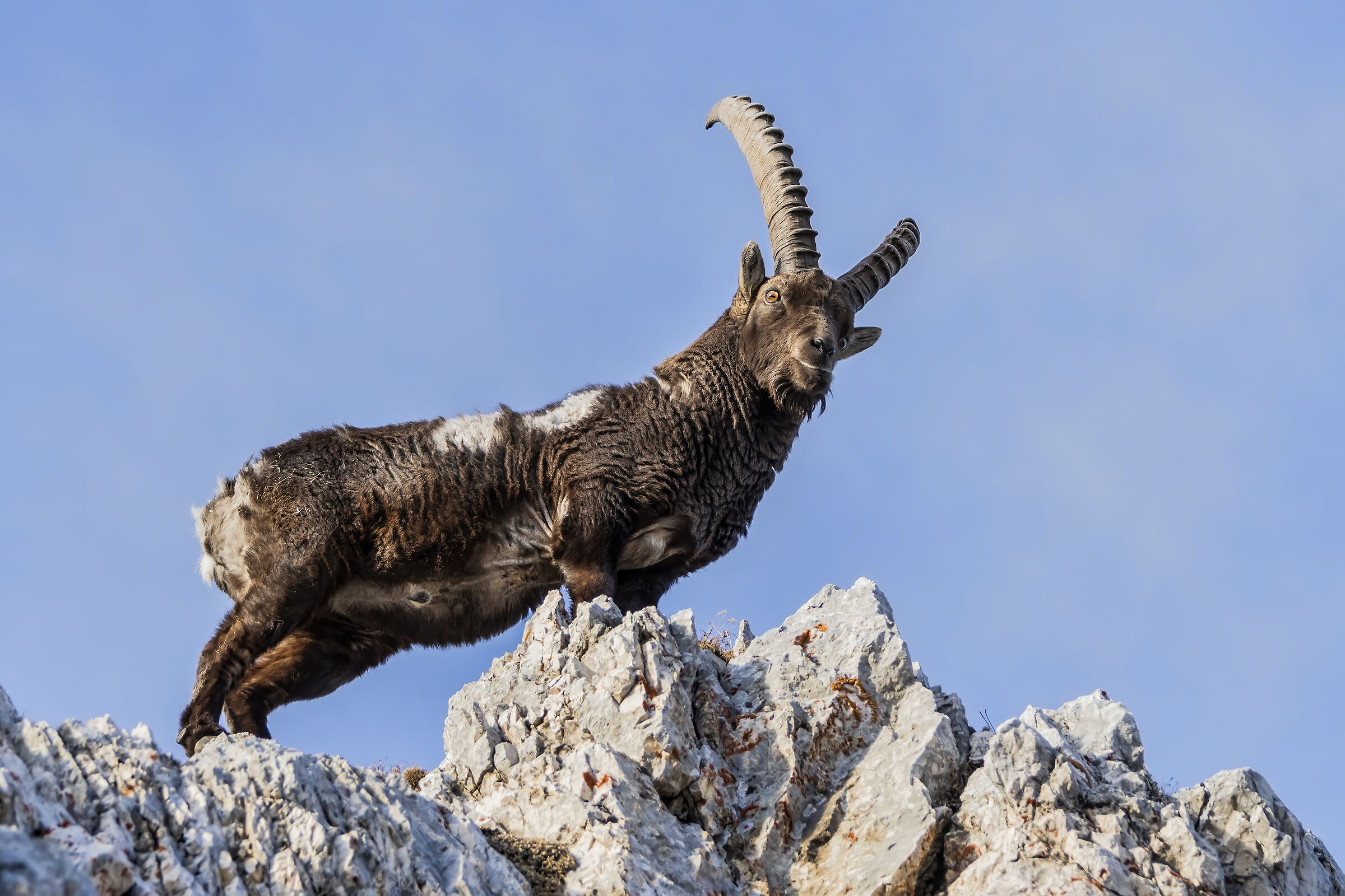 Ibex Alps Giulie