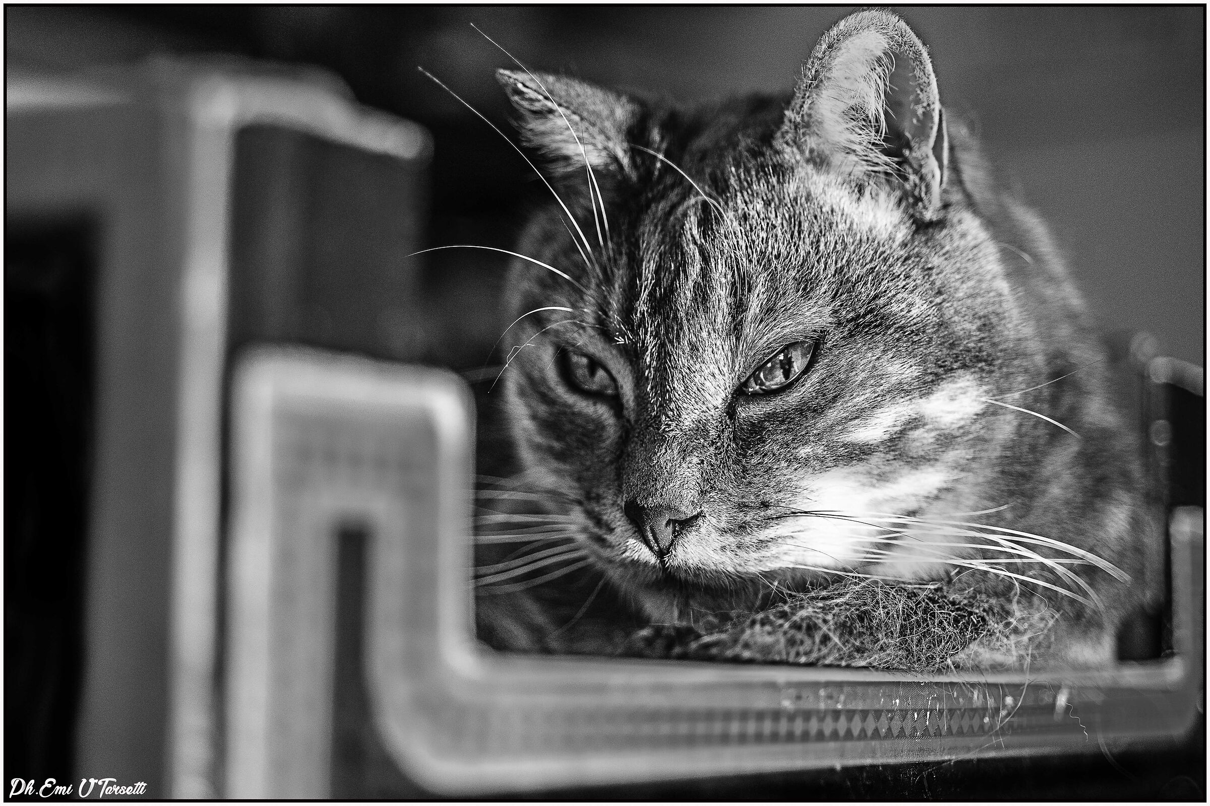 The king of the house....!