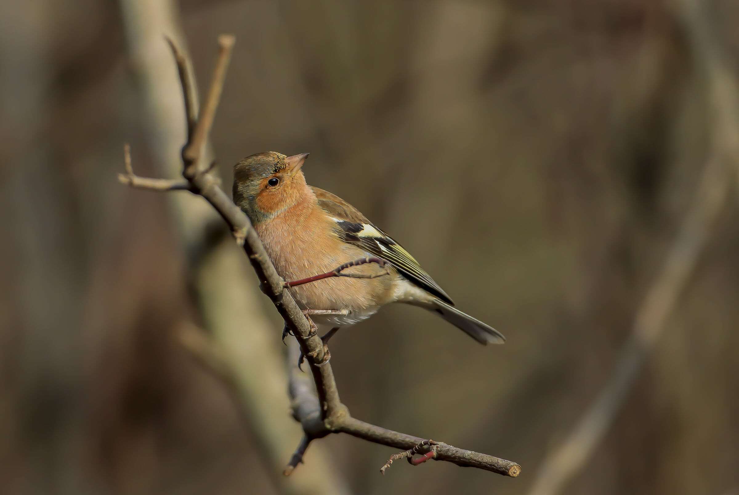 Chaffinch