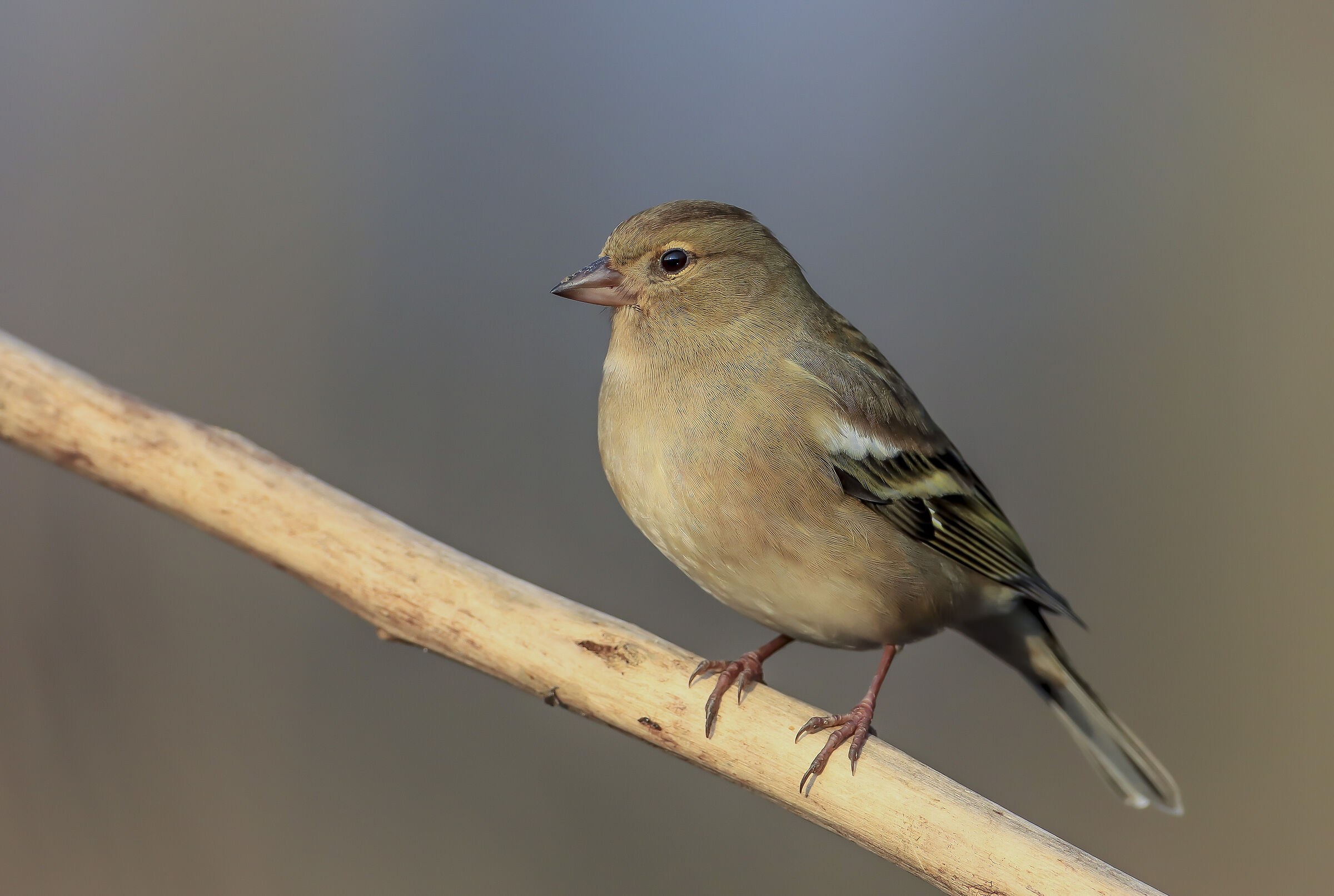 Chaffinch