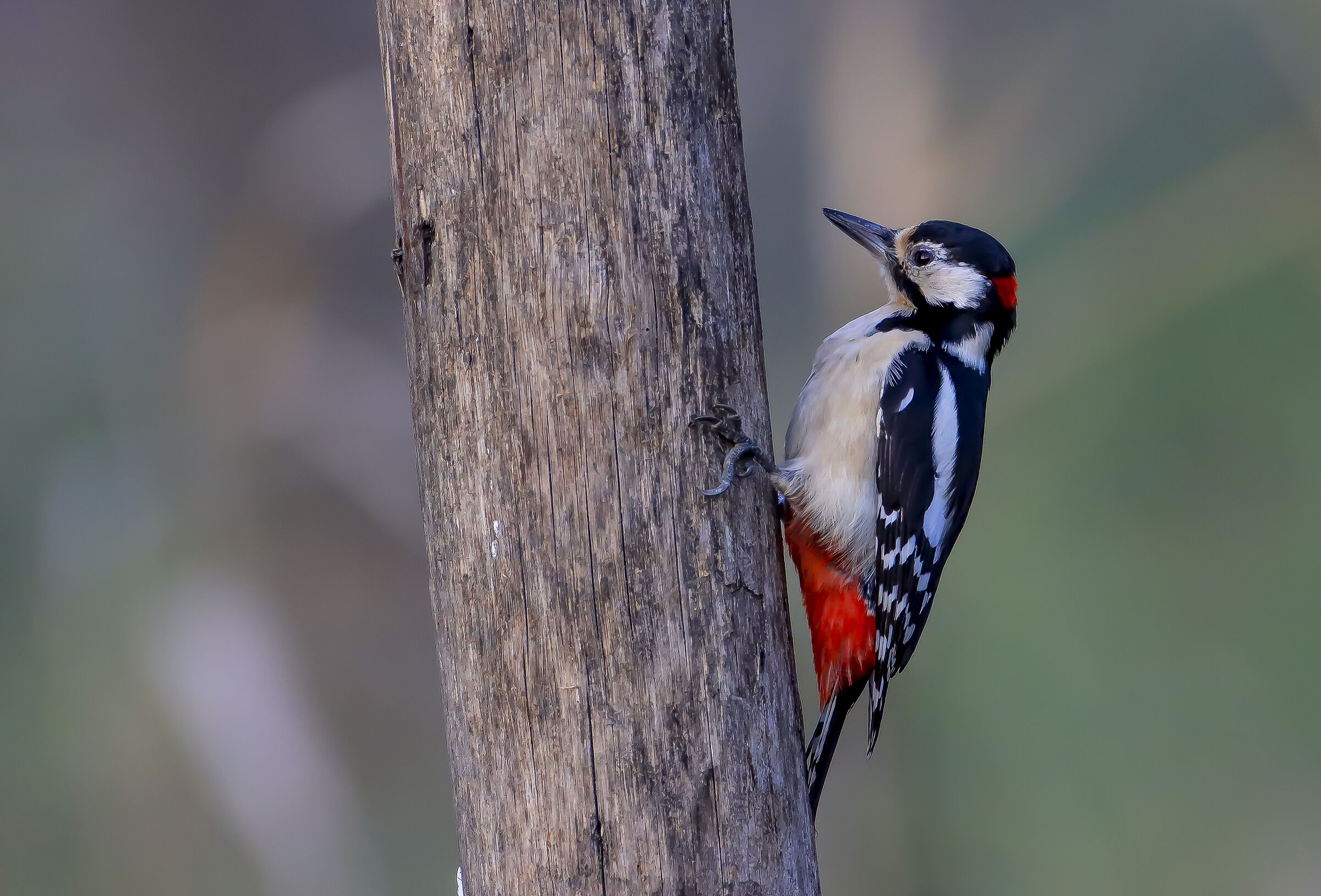 Red woodpecker