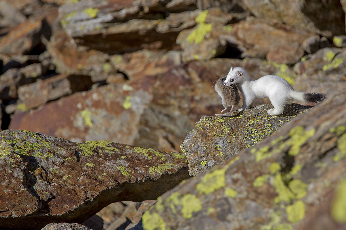 ermellino con arvicola