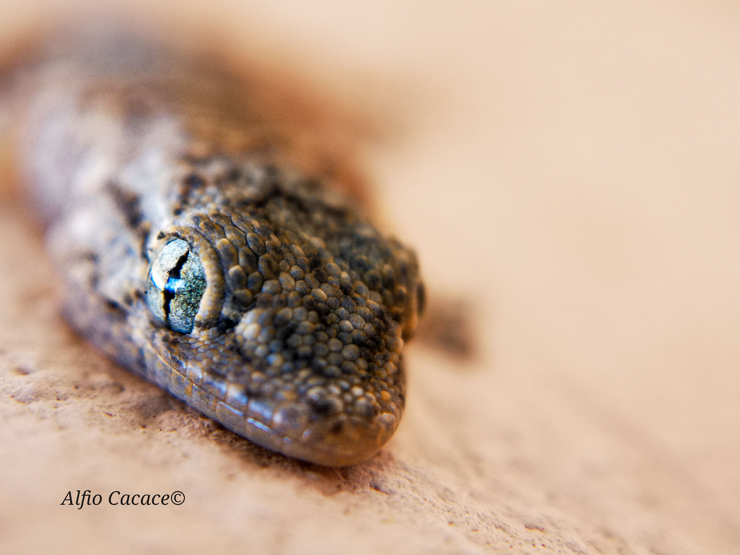 T. mauritanica con Huawei P20 e Apexel 12x