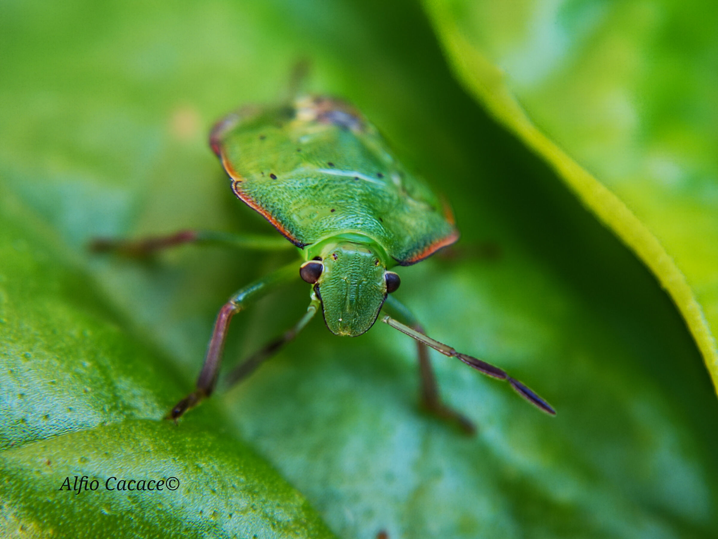 Cimice con Huawei P20 e lente Apexel 12x