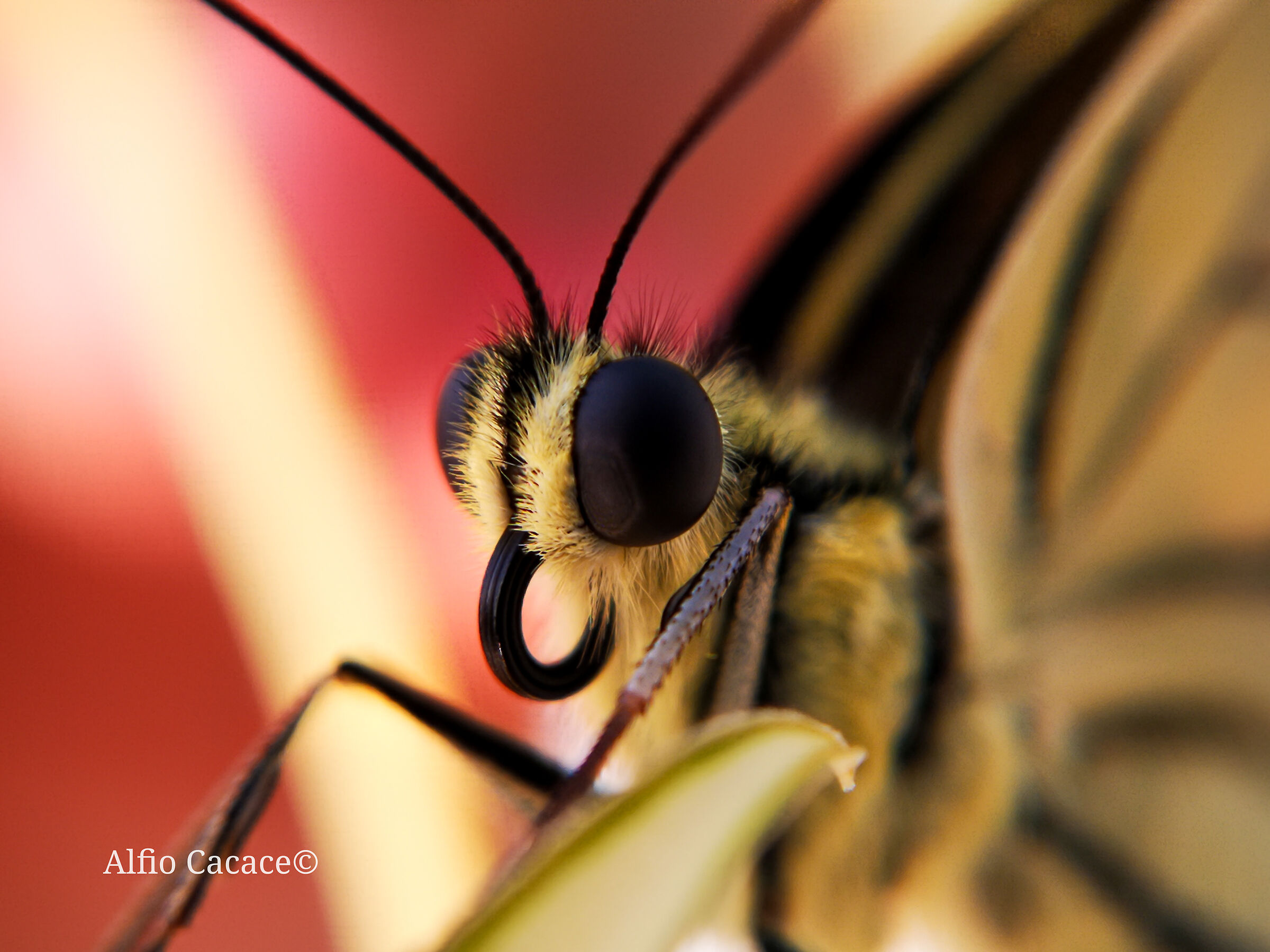 Macaone con Huawei P20 e Apexel 24x