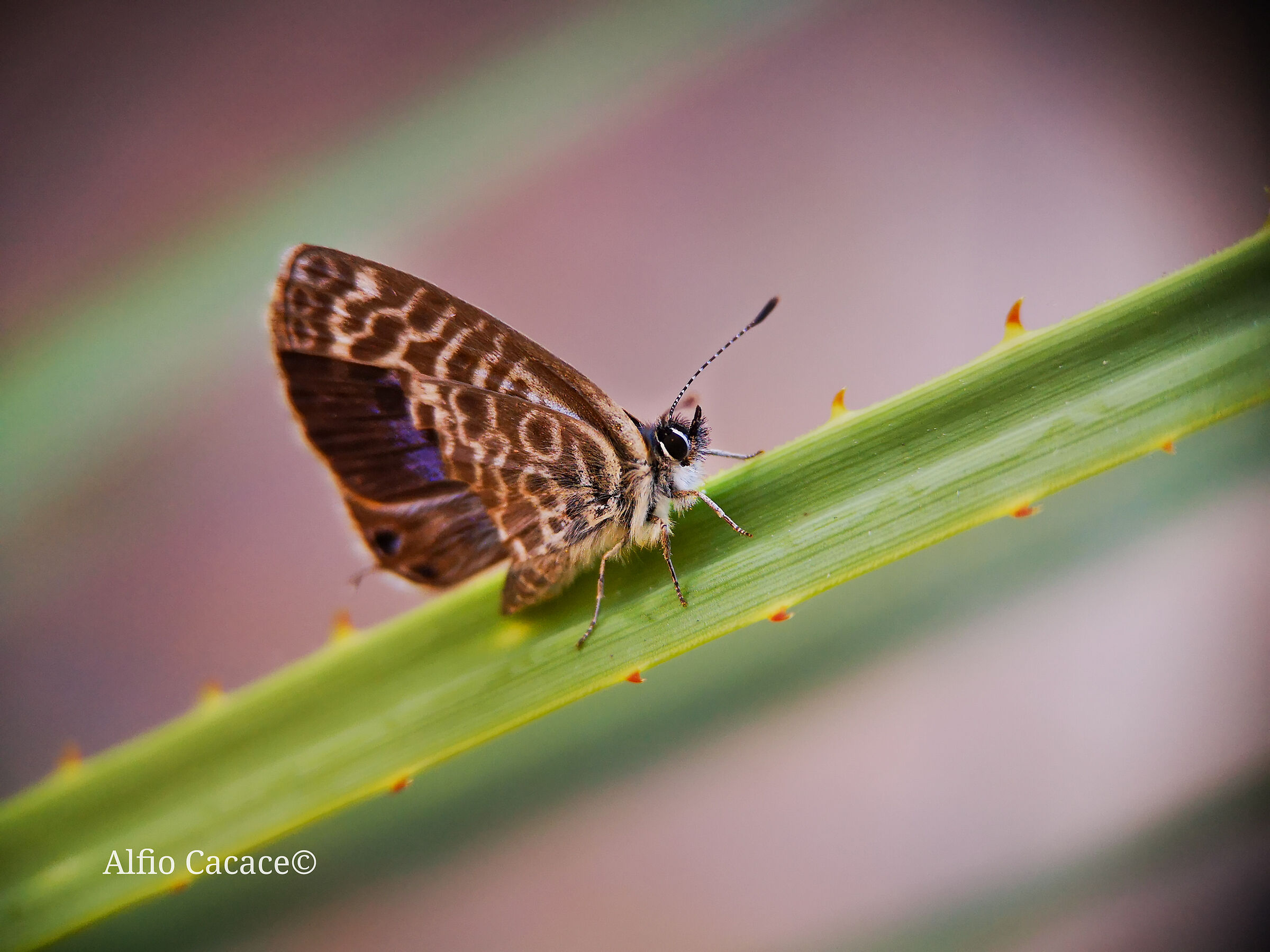 Licenide zebra con Huawei P20 e Apexel 100mm