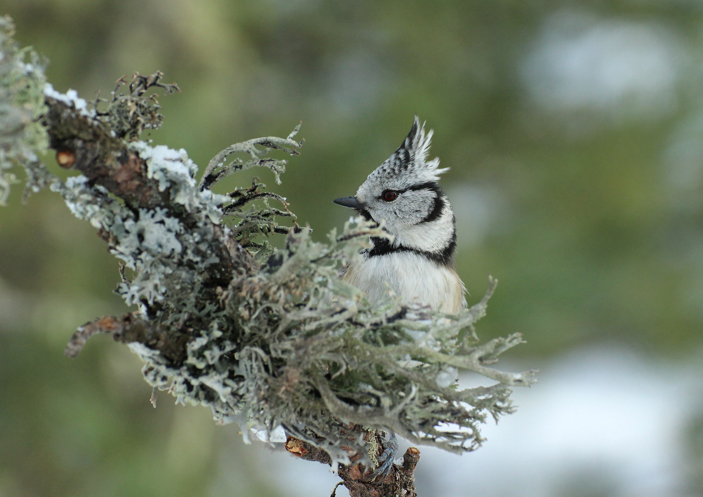 Lophophanes cristatus