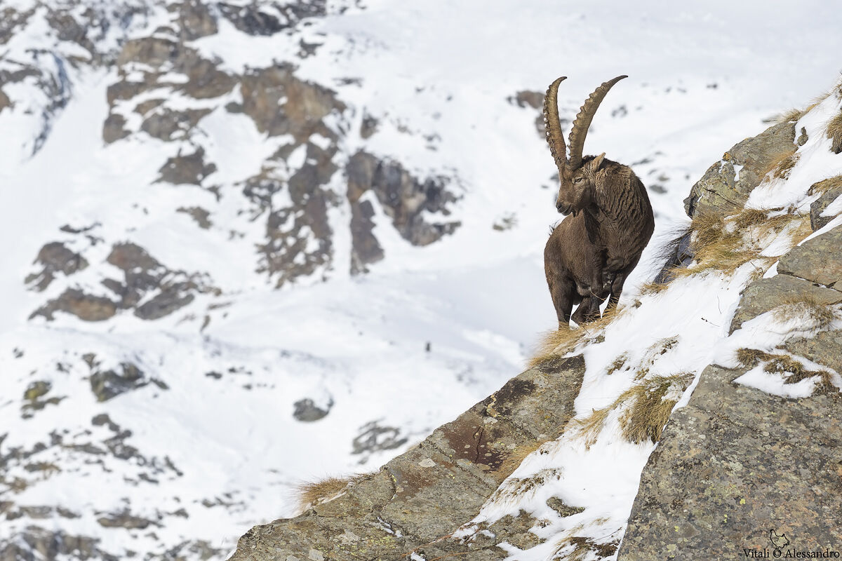 Ibex