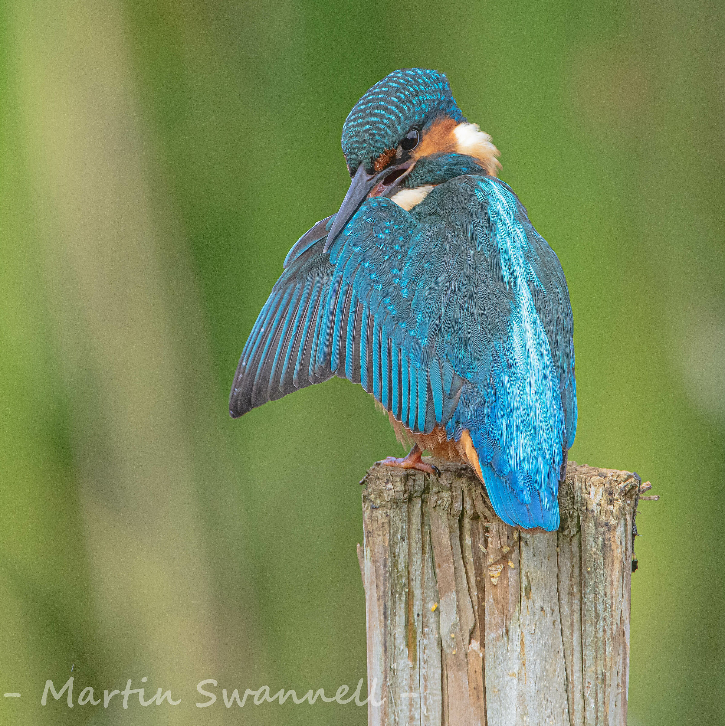 Kingfisher