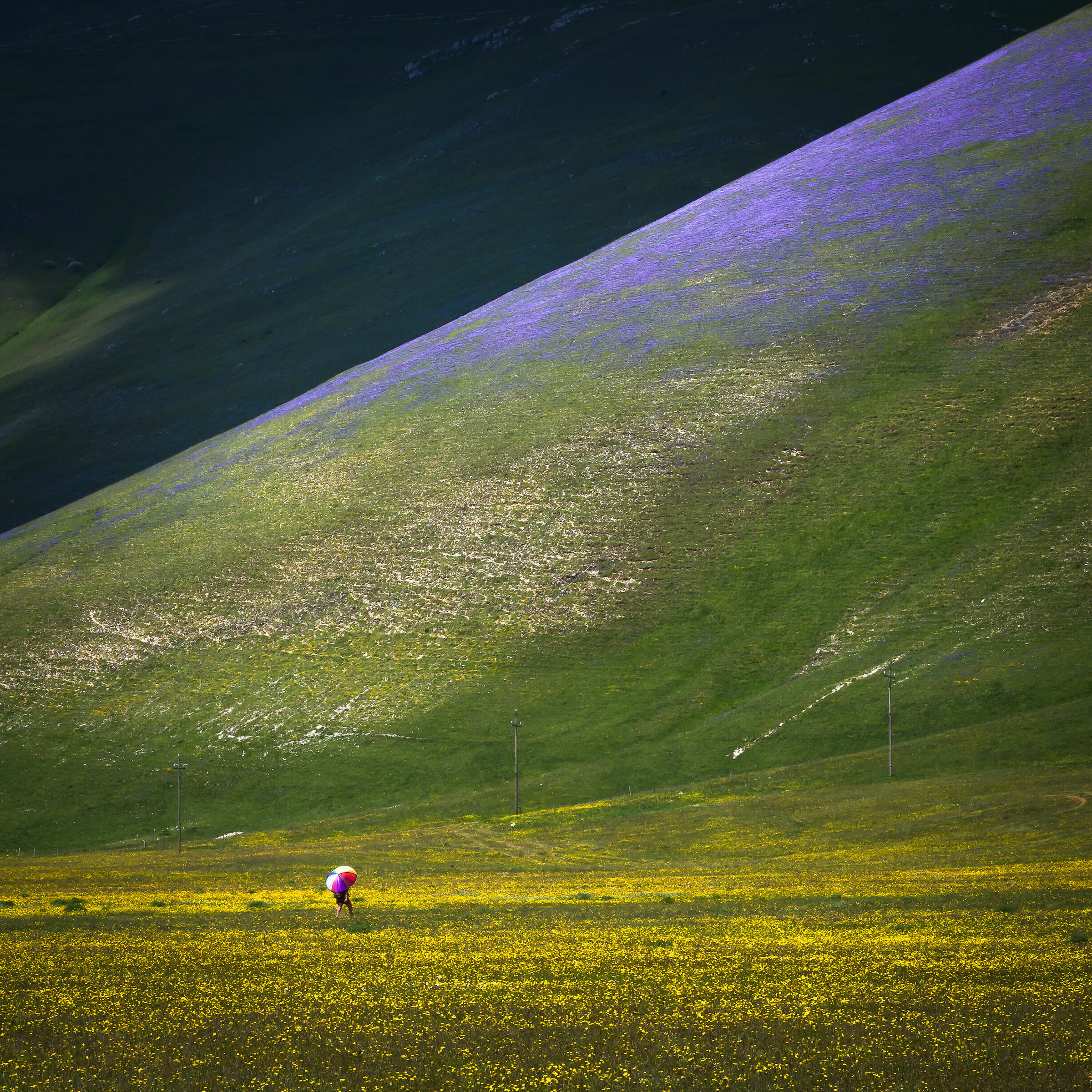 A flower among the flowers