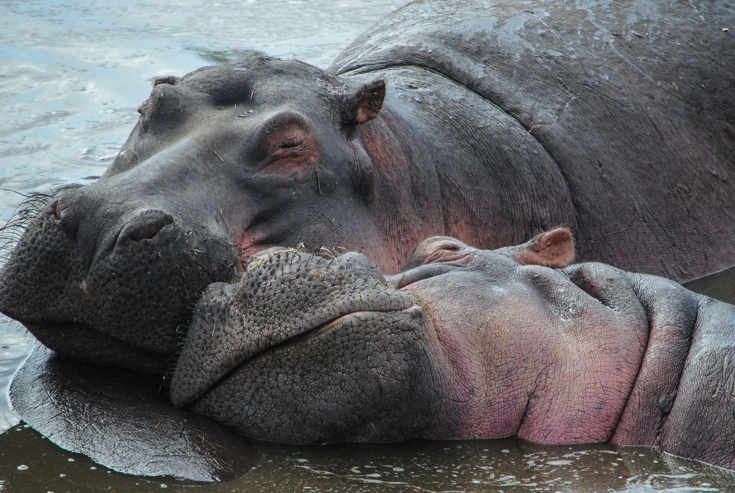happy hippo