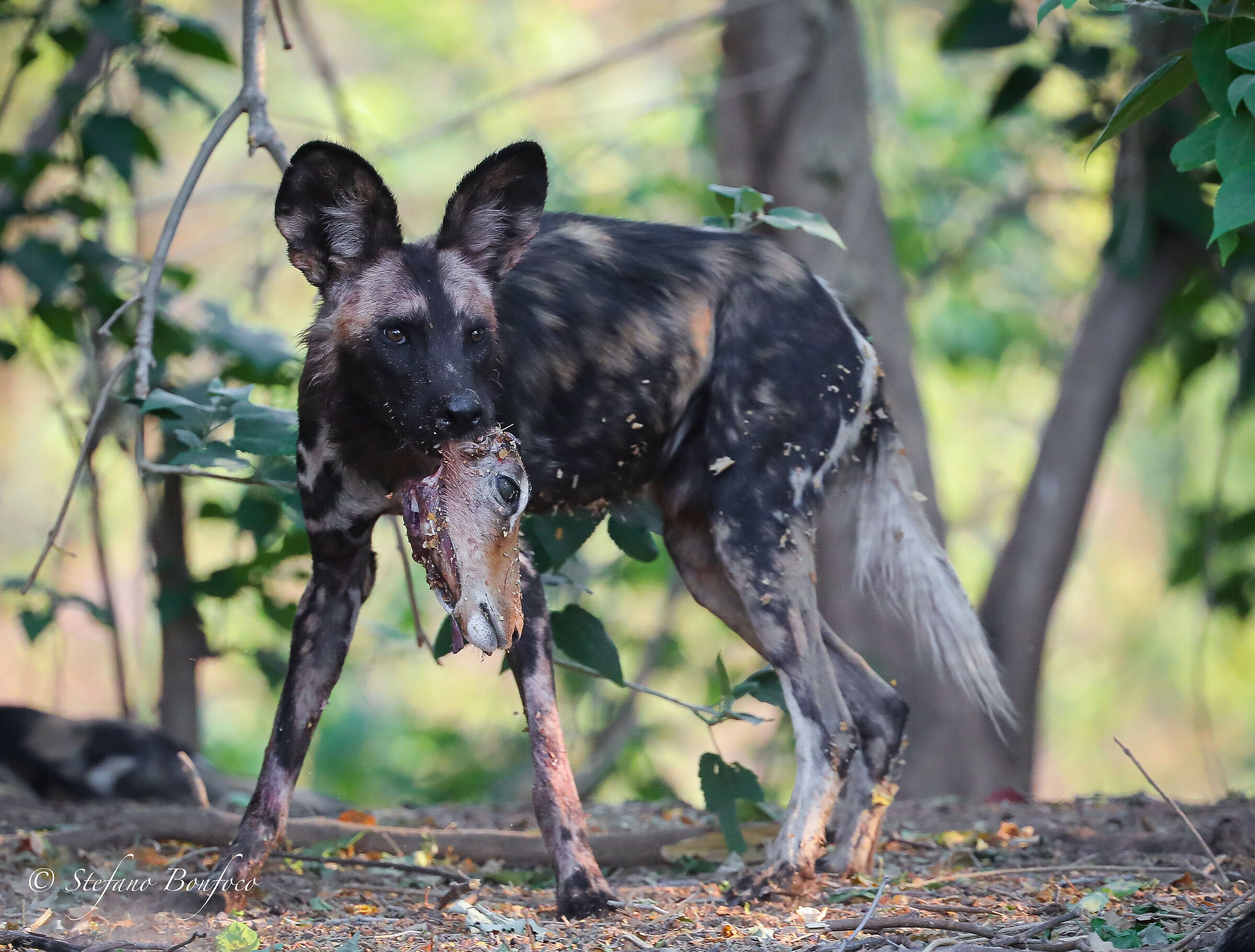 African Wild Dog (Lycaon pictus)