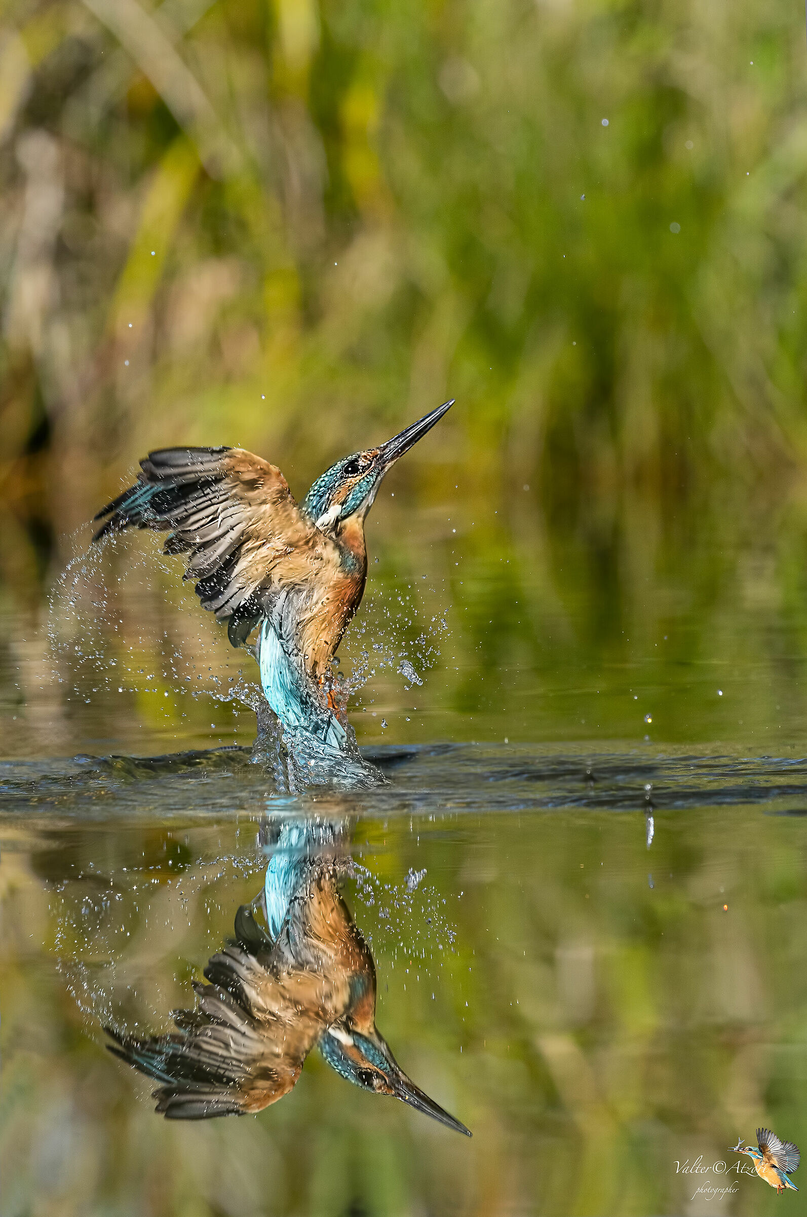 Martin Pescatore in emersione a specchio