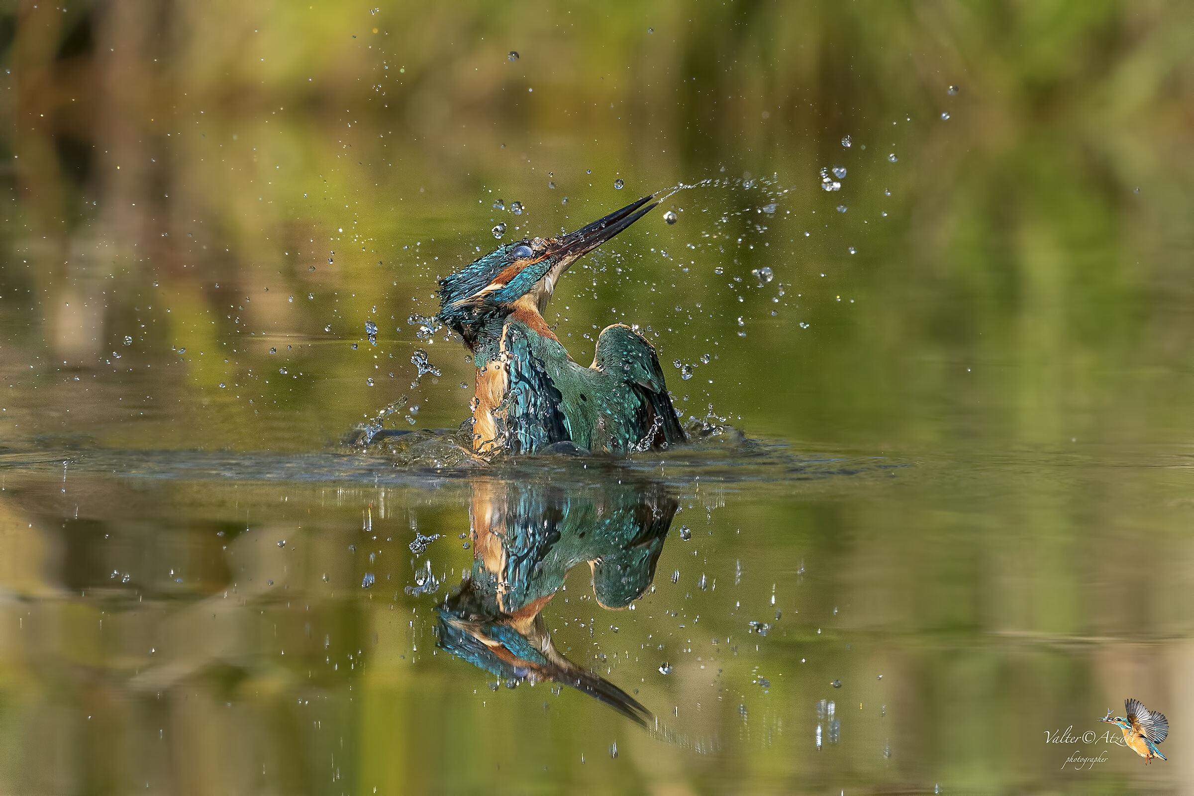 Martin Pescatore in emersione a specchio
