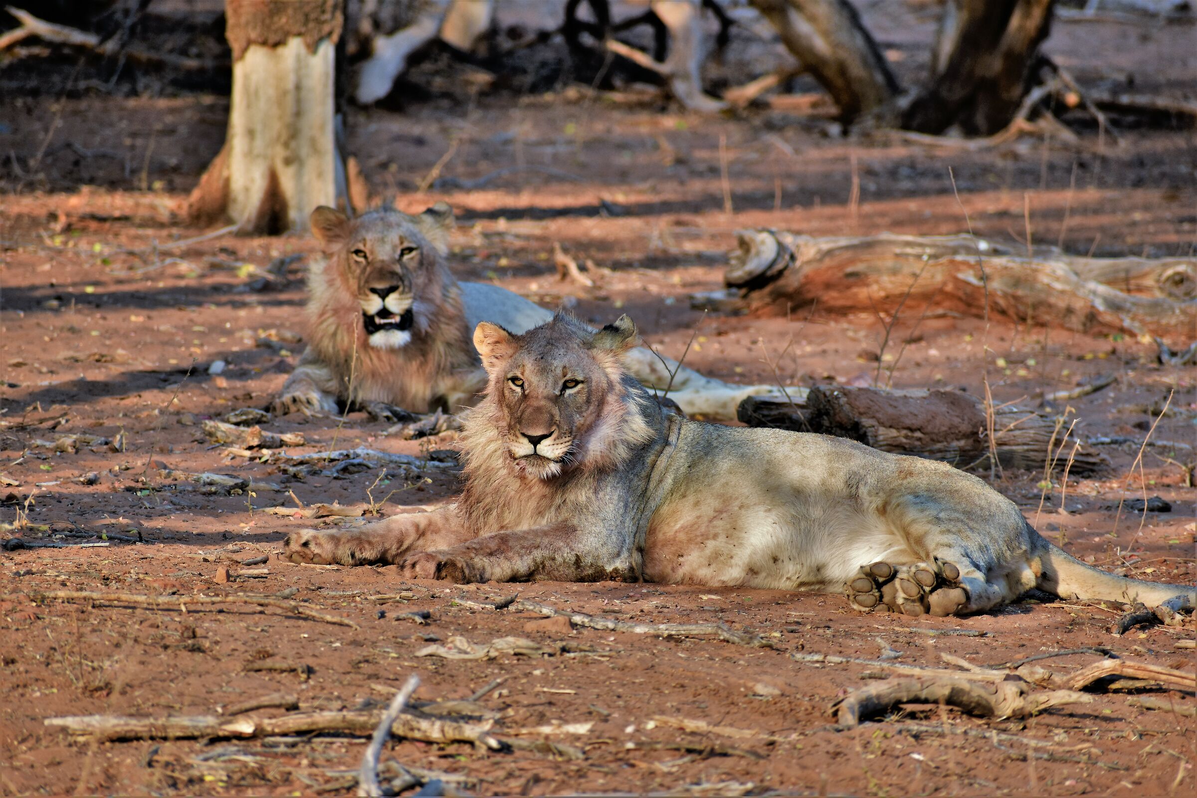The new future kings of the savannah