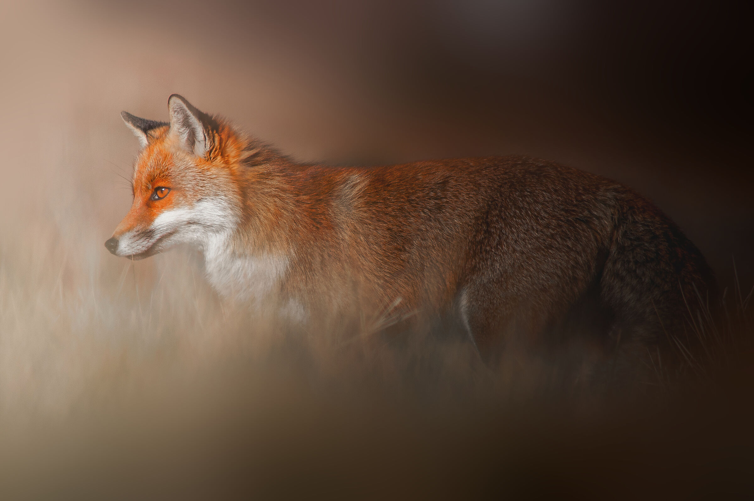 A fox in the tall grass