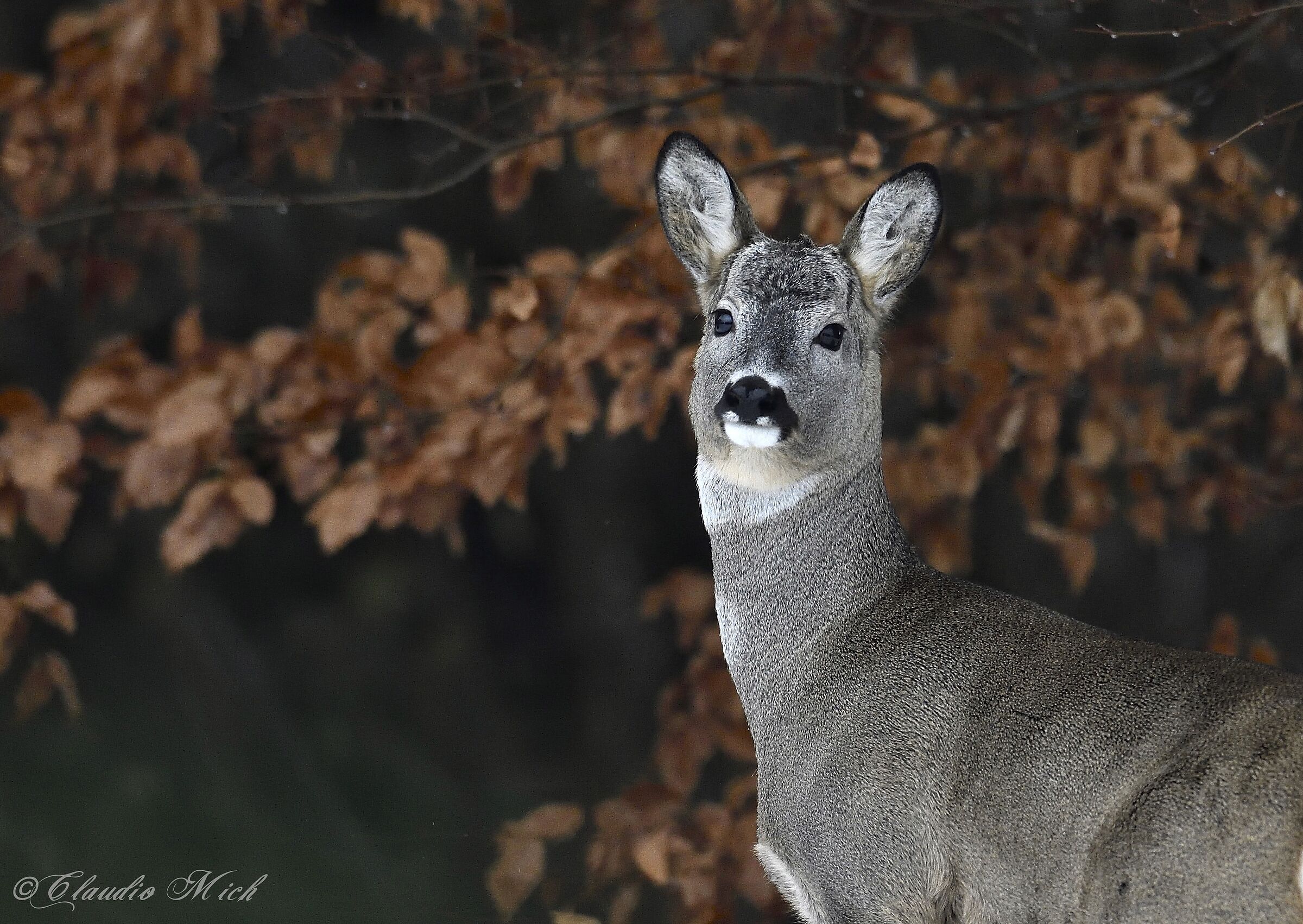 Capriolo in autunno
