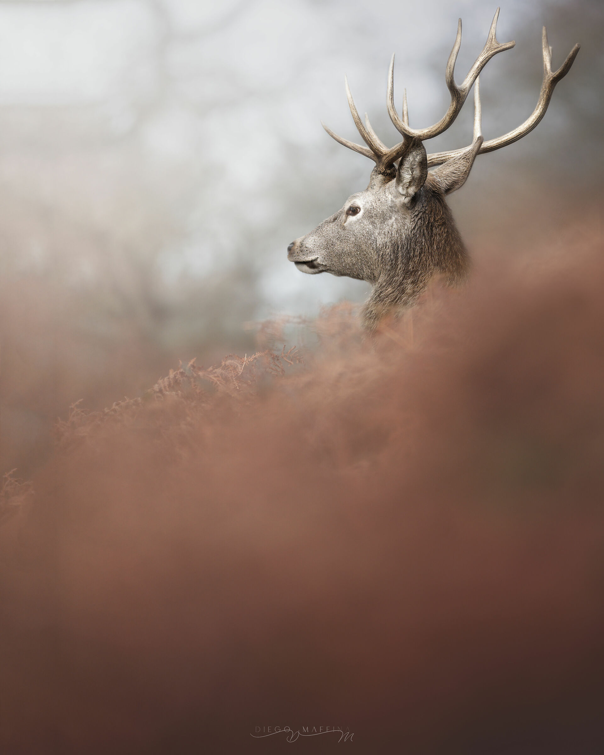 The Gentleman in Red