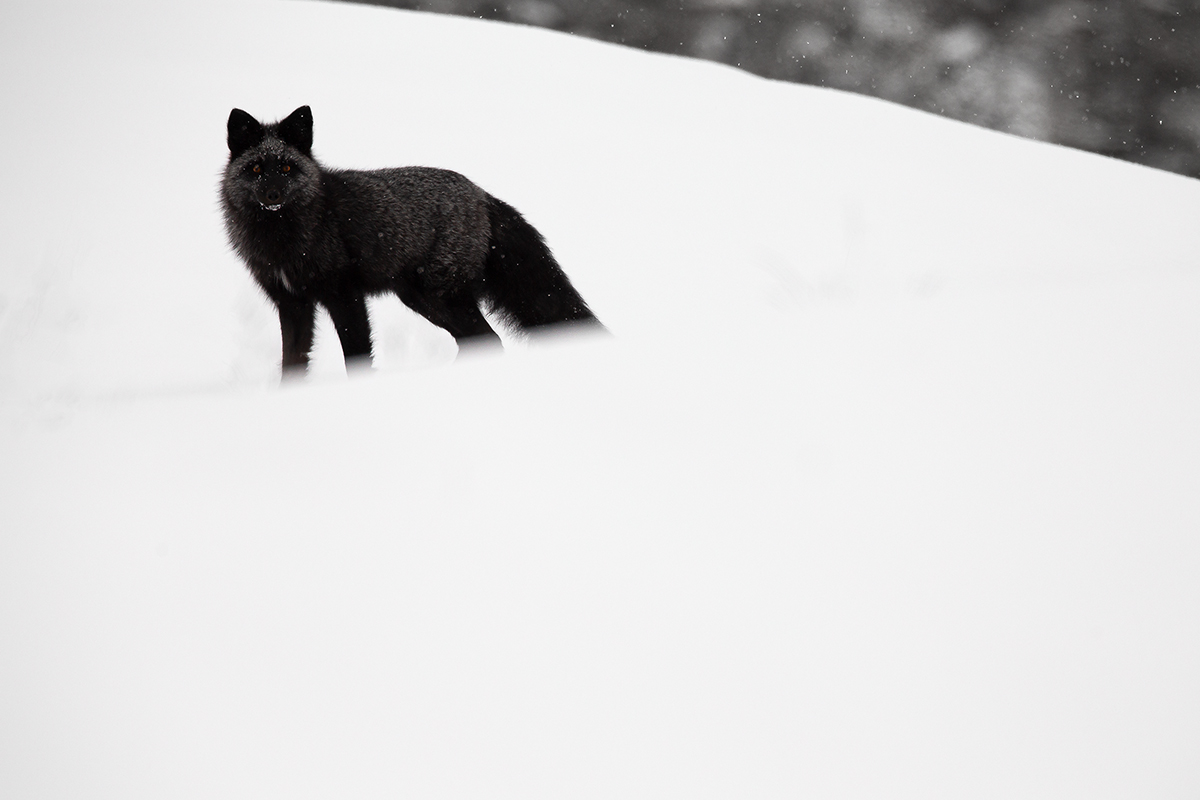 Volpe Argentata; L'apparizione