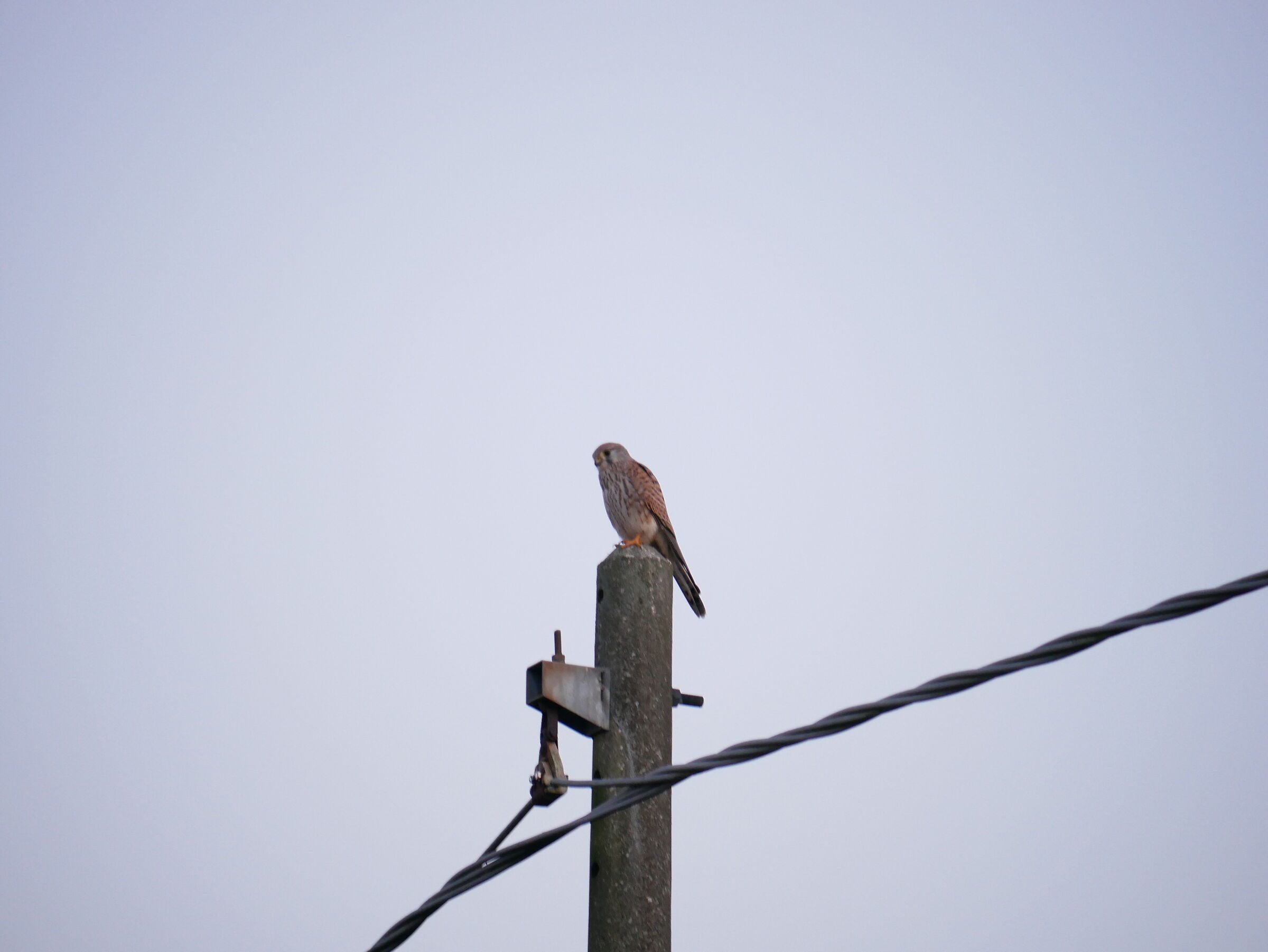 Kestrel
