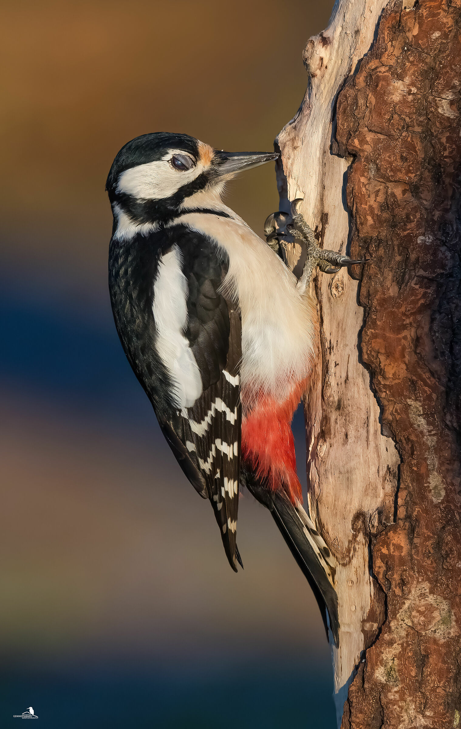 Major red woodpecker - female