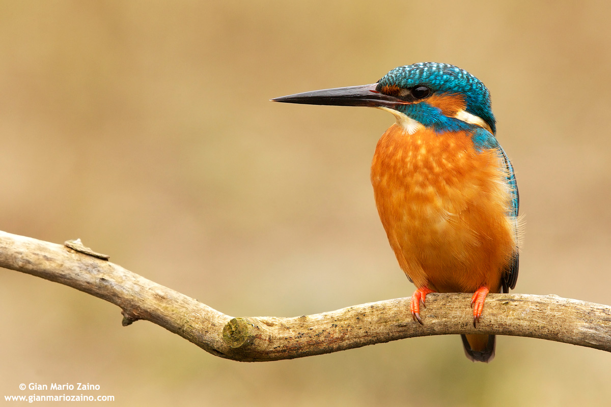Alcedo atthis / Martin pescatore / Common kingfisher