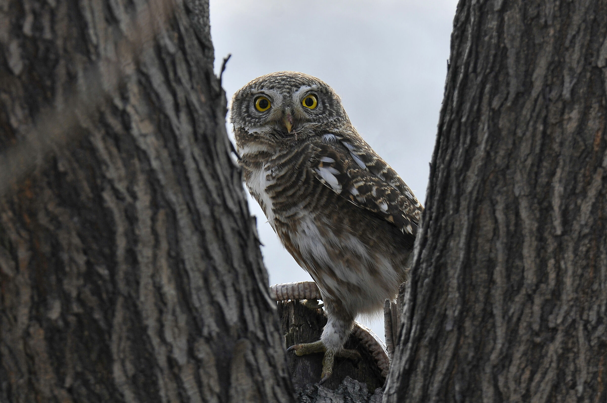 Barred owlet