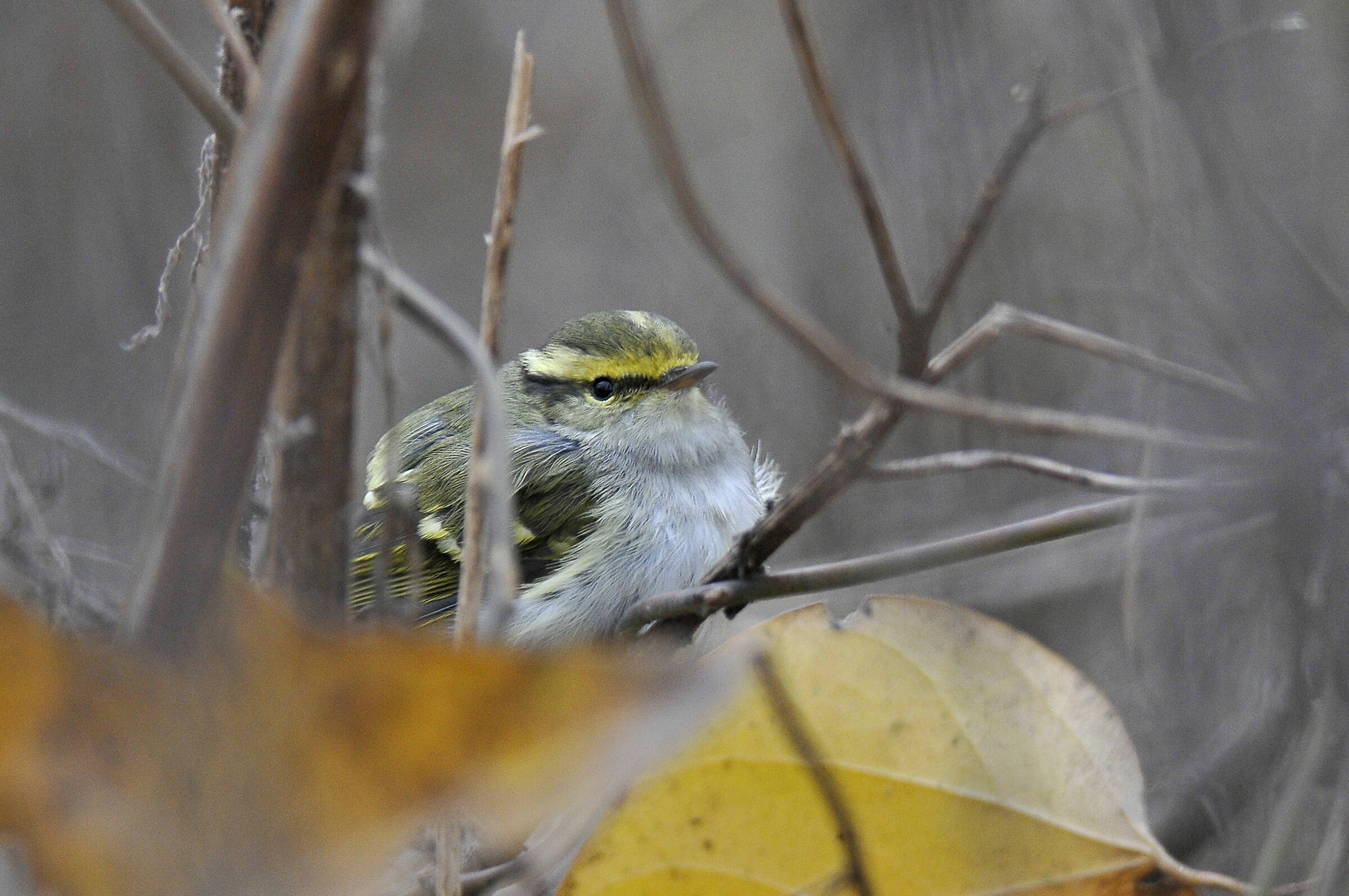 Pallas's warbler