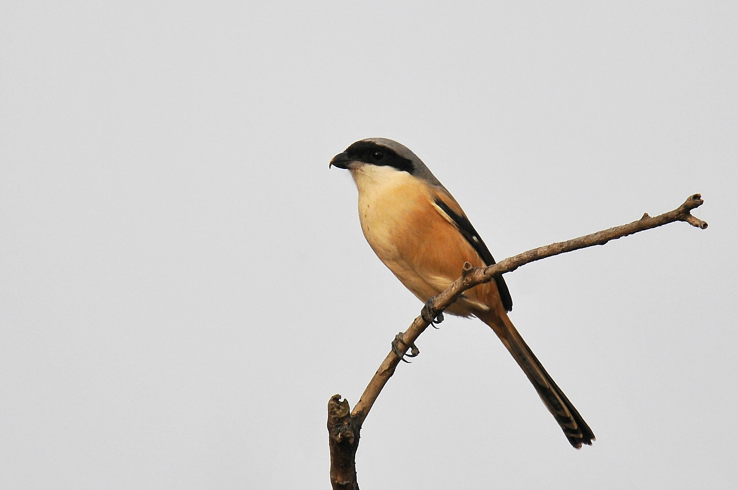 Brown-backed shrike