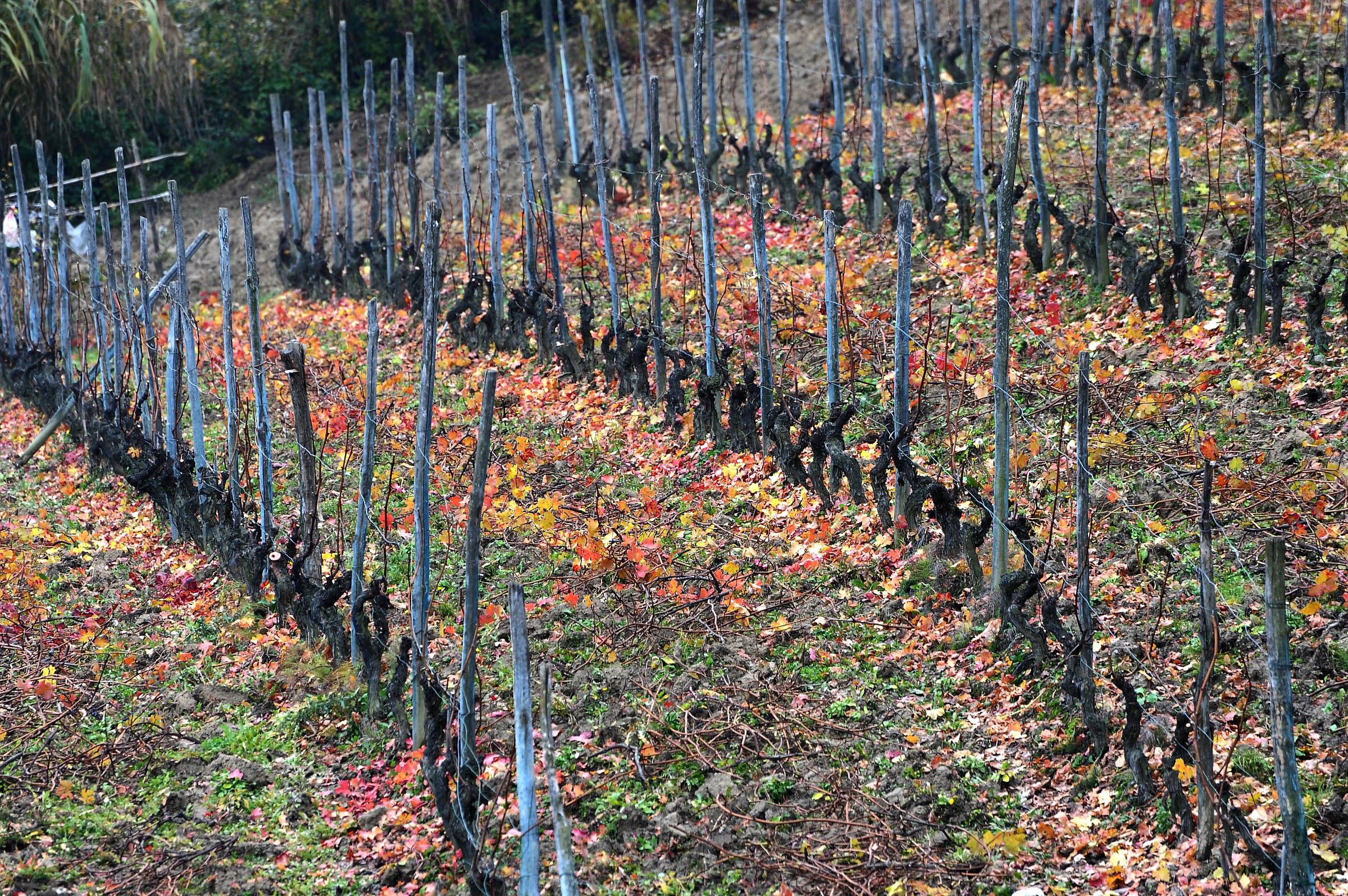 Autumn in the Vineyard