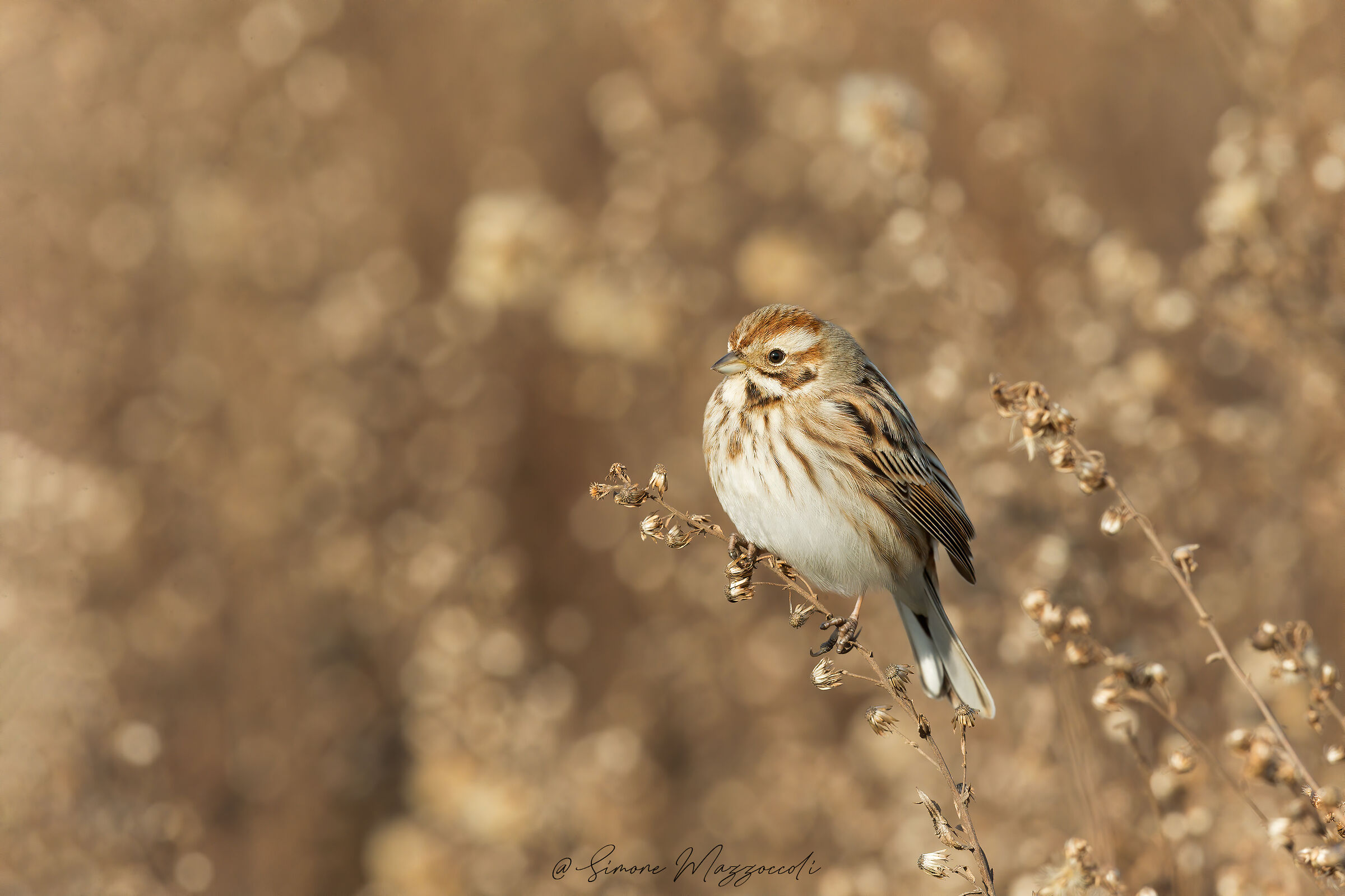 Migliarino di palude
