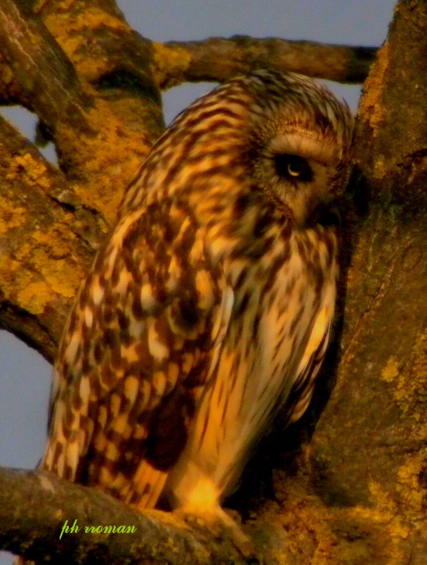 Asio flammeus