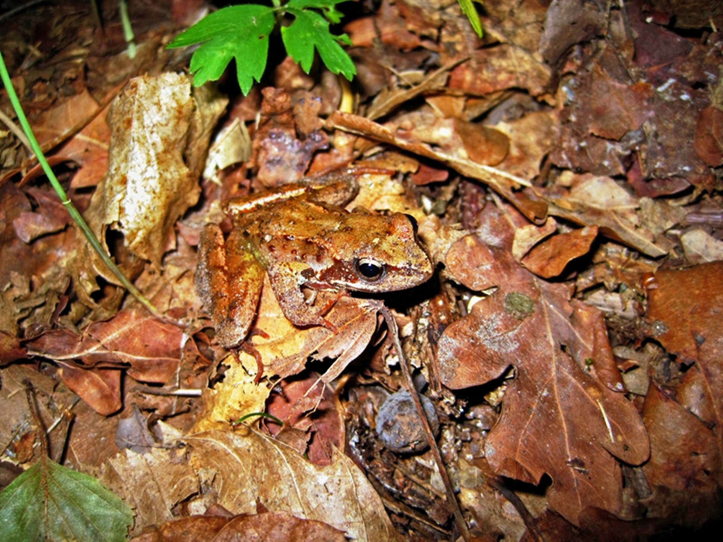 Careful where you put your feet