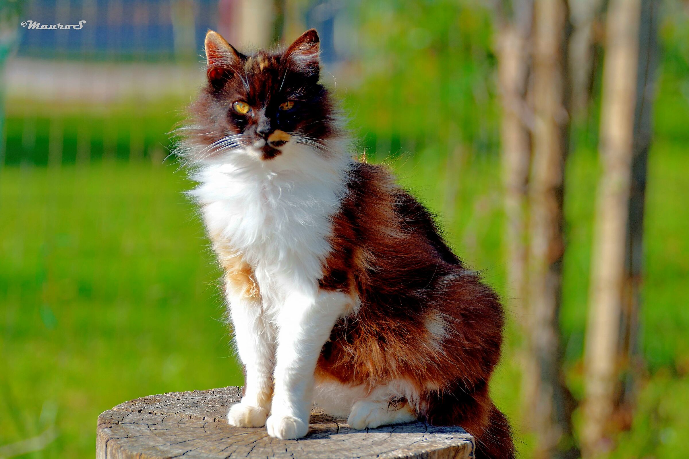 il Vecchio Guerriero