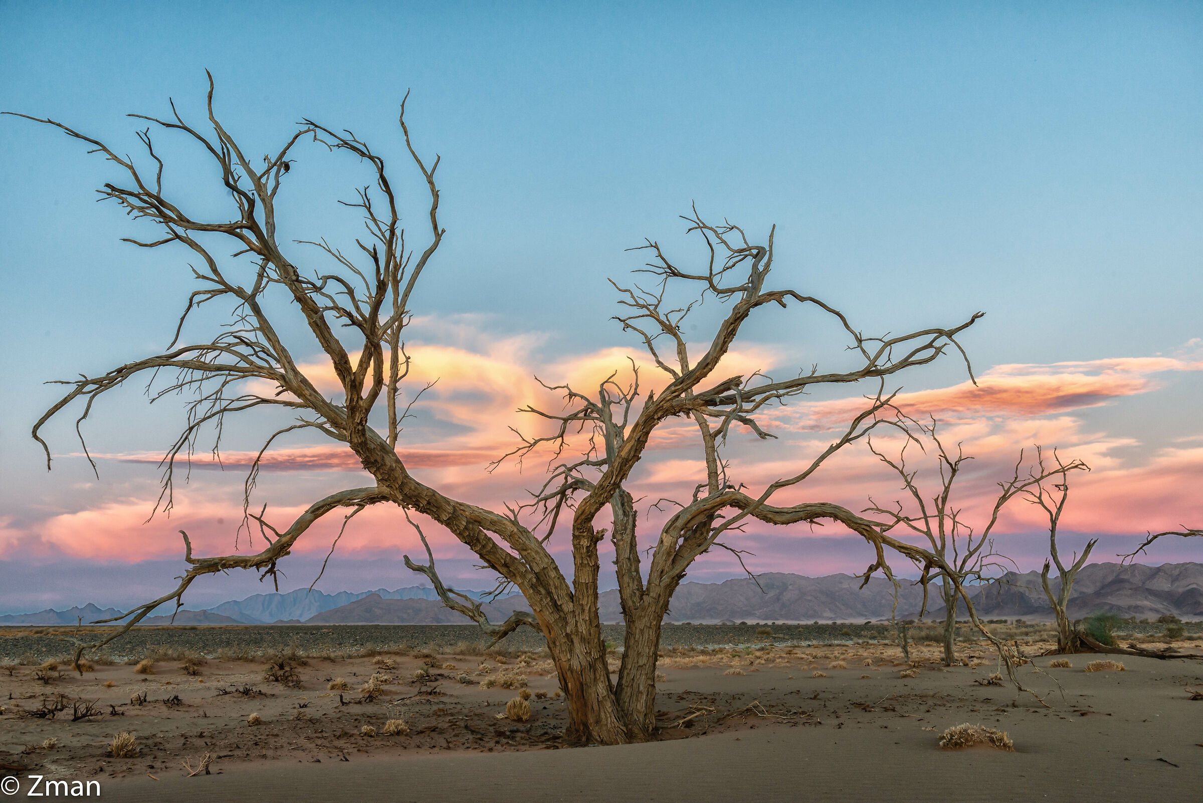 Alberi di Acacia Morto