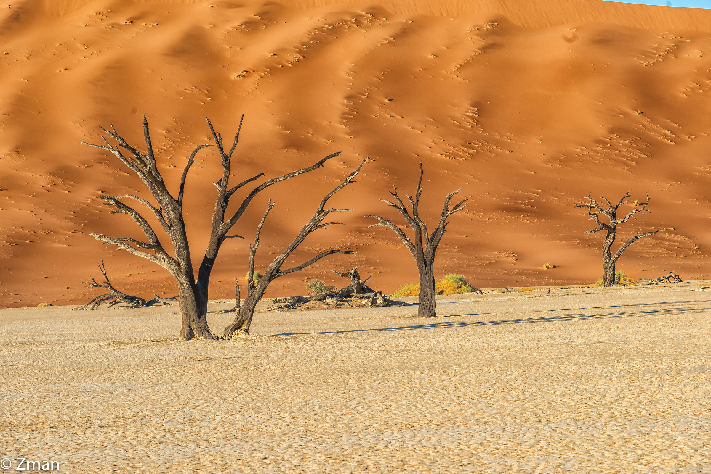 Alberi di Acacia Morto