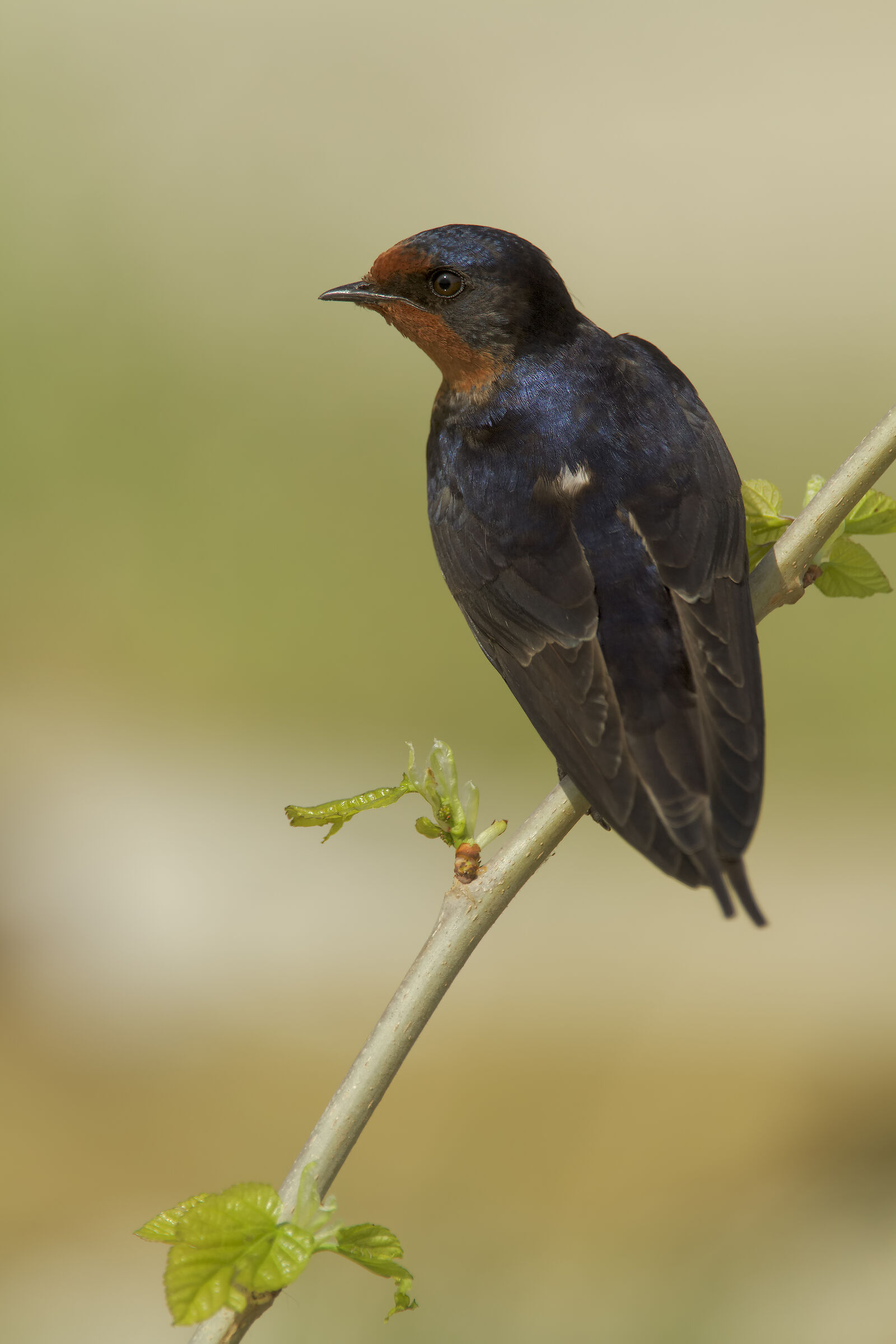 Swallow