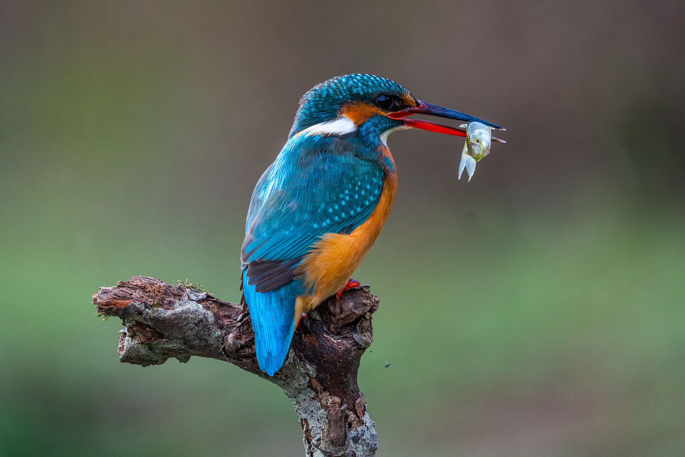 The Martin with Prey