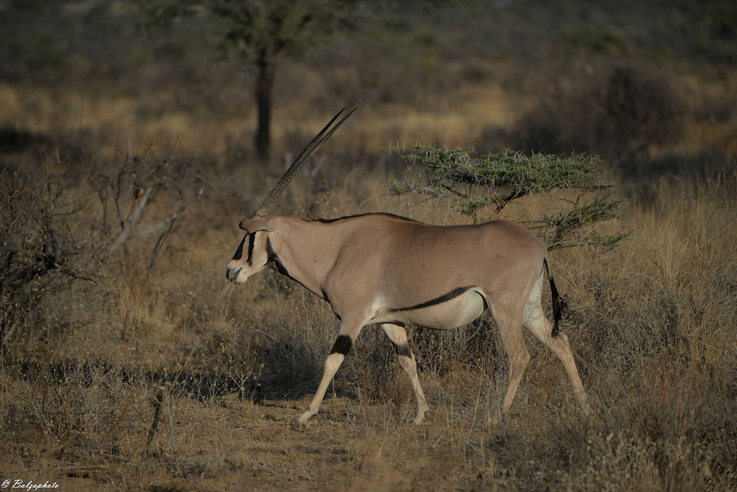 The Orice of Samburu