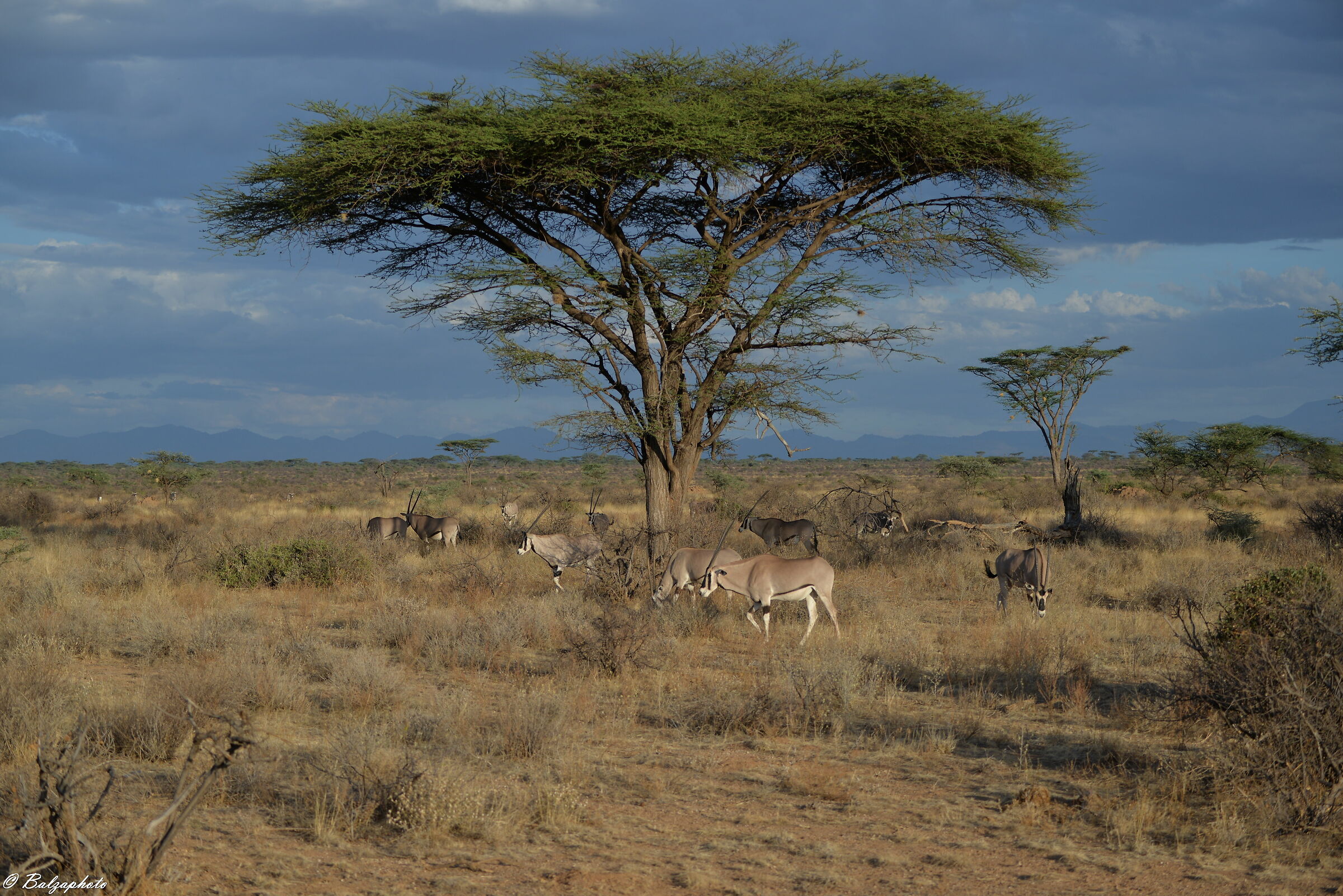 The Orice of Samburu