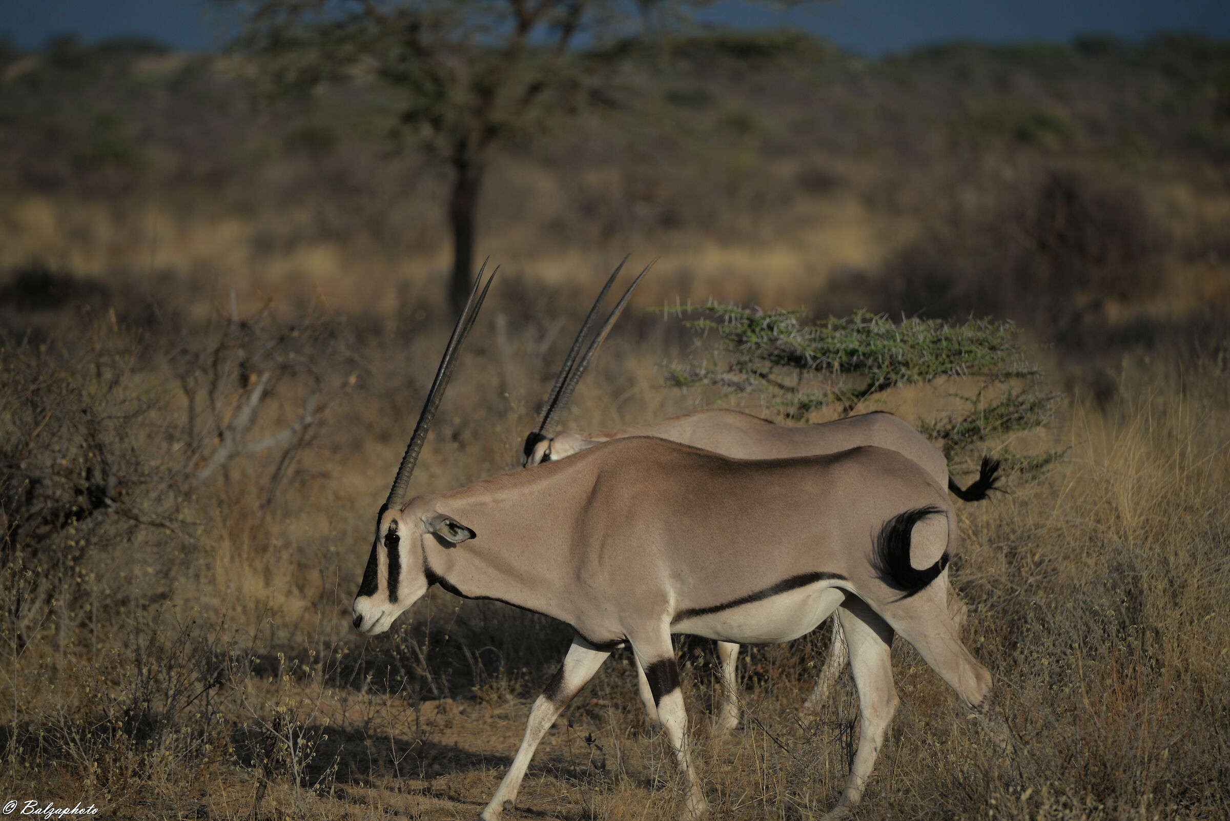 The Orice of Samburu