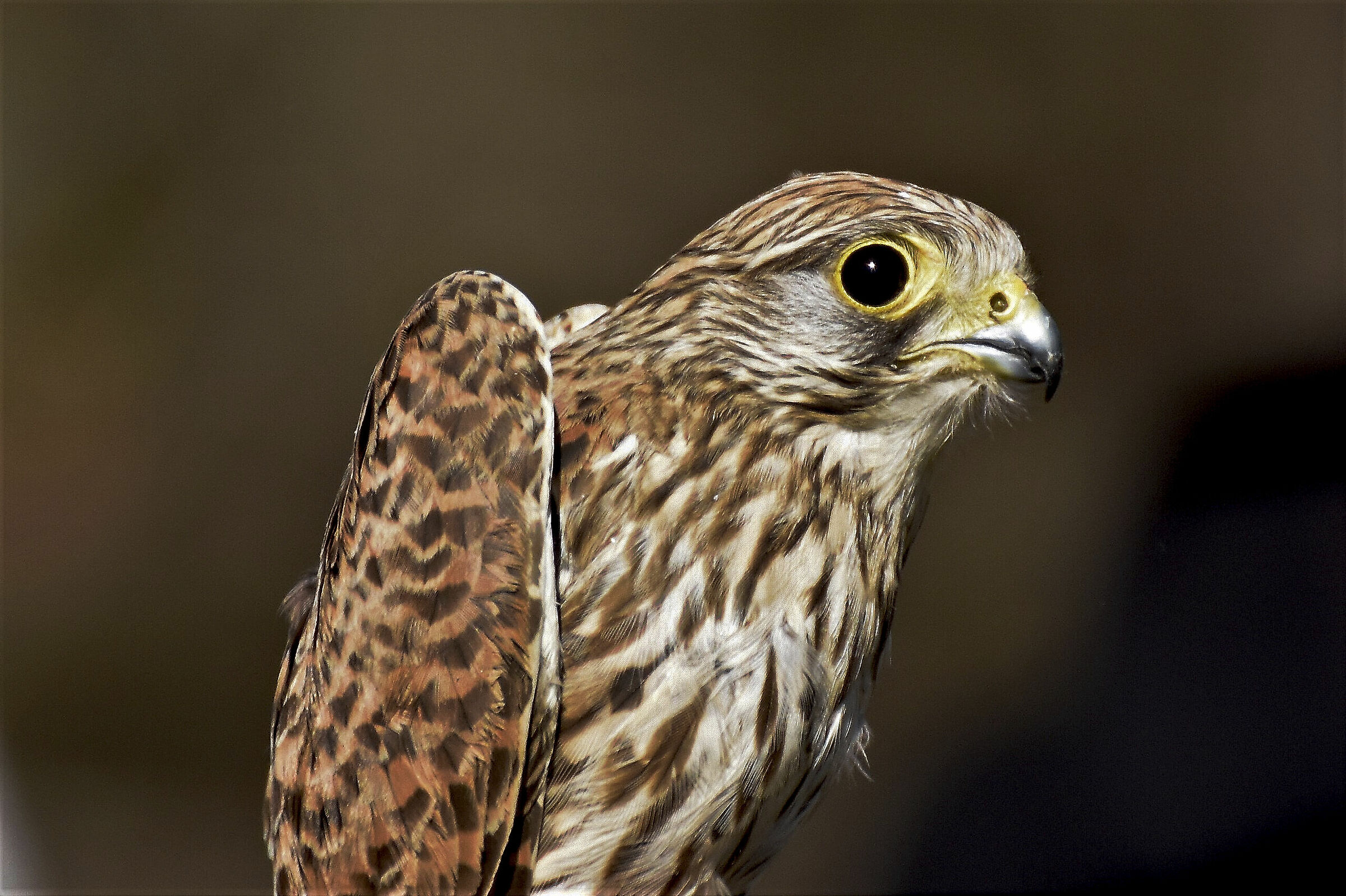close-up of the kestrel femm.