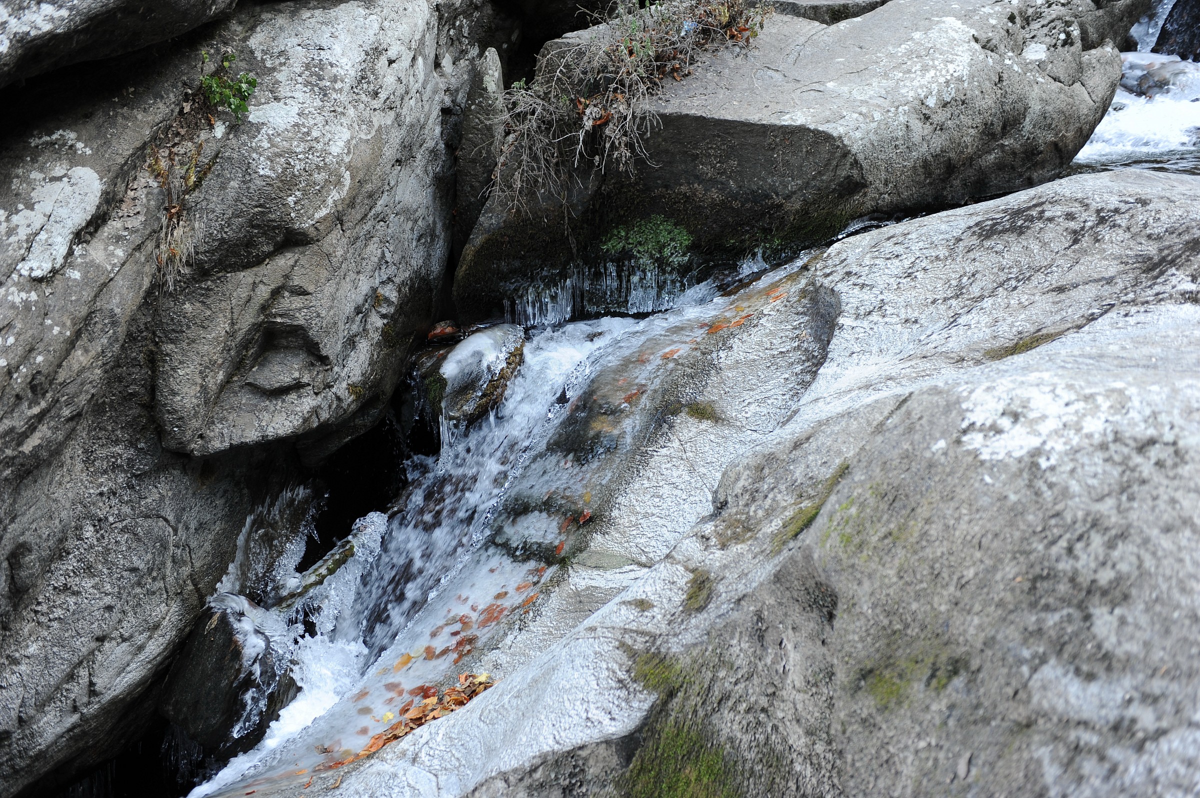 understanding of nature, portrait