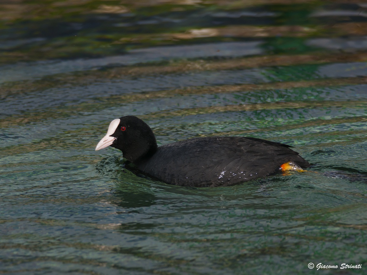 folaga (Fulica atra, Linnaeus 1758) 03