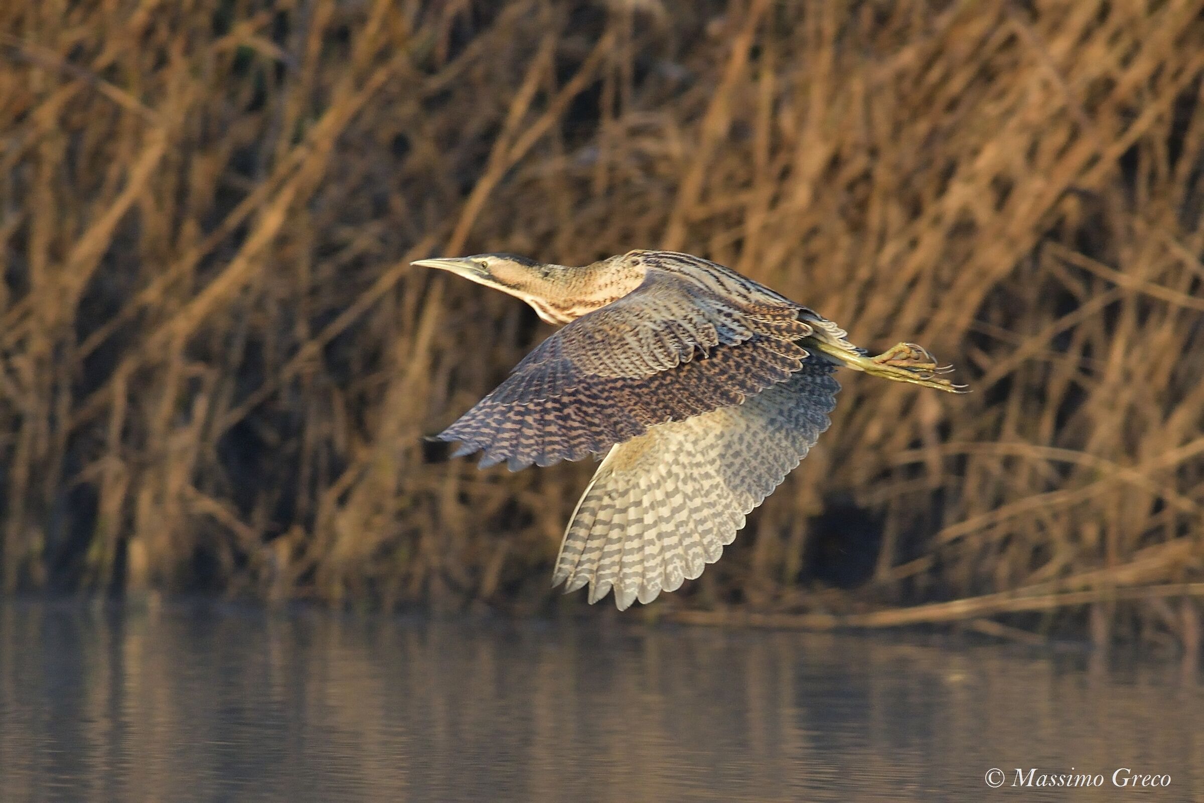 Tarabuse (Botaurus stellaris)