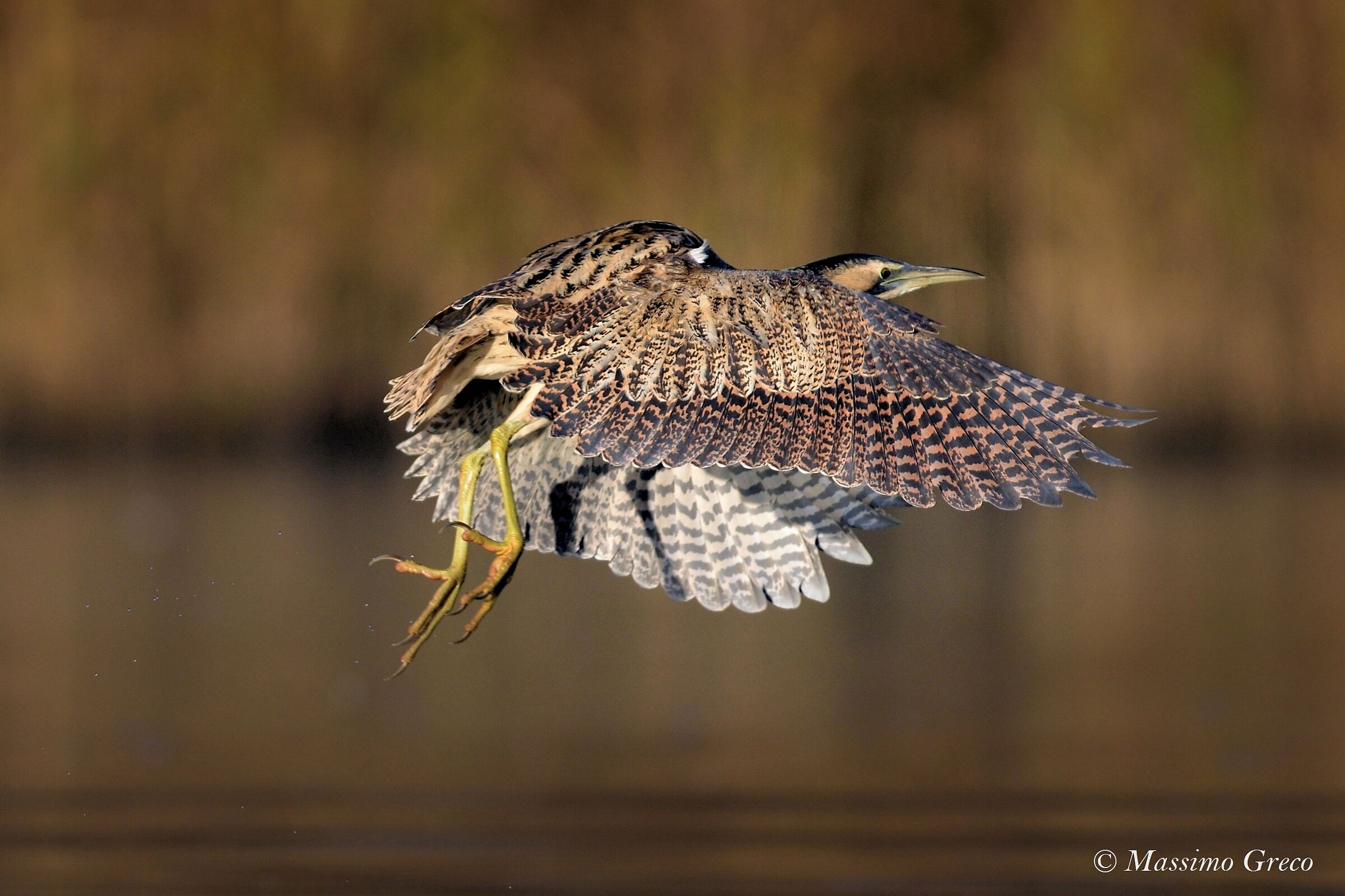 Tarabuse (Botaurus stellaris)