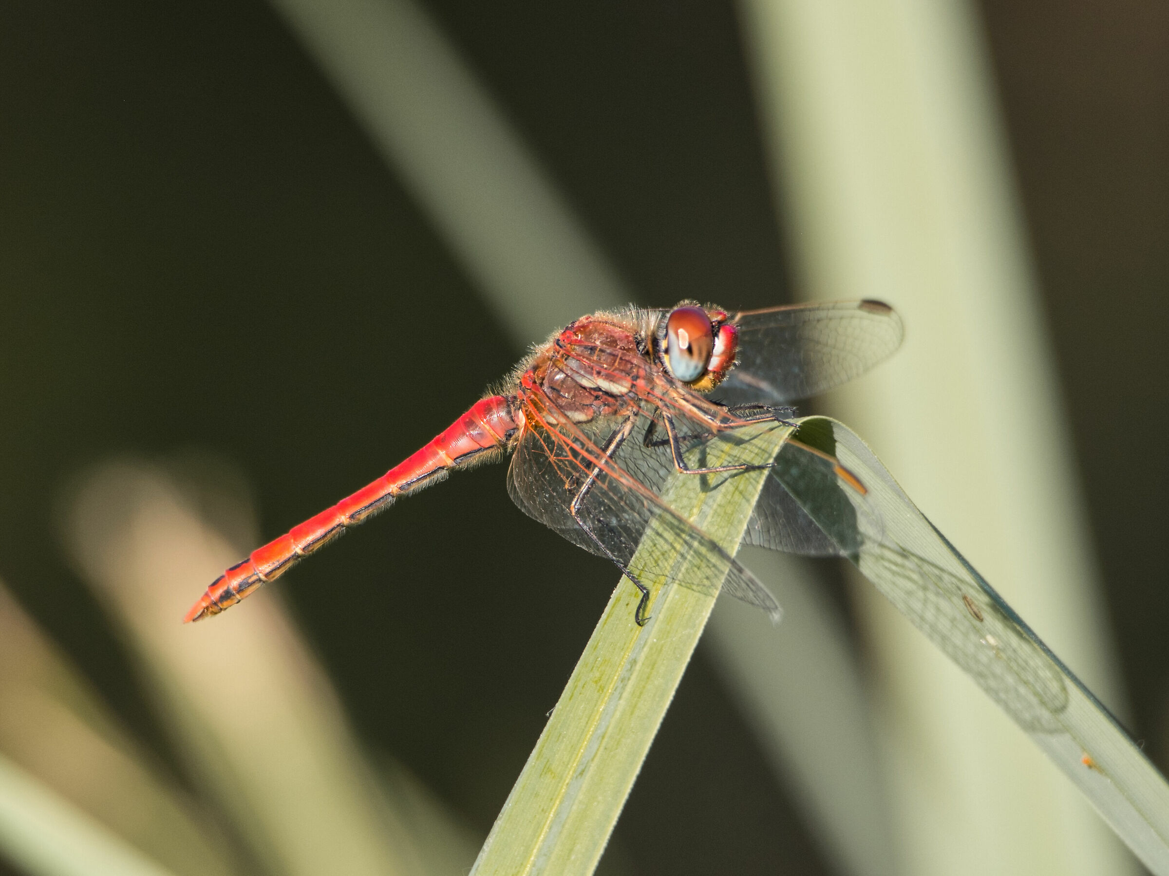 Dragonfly