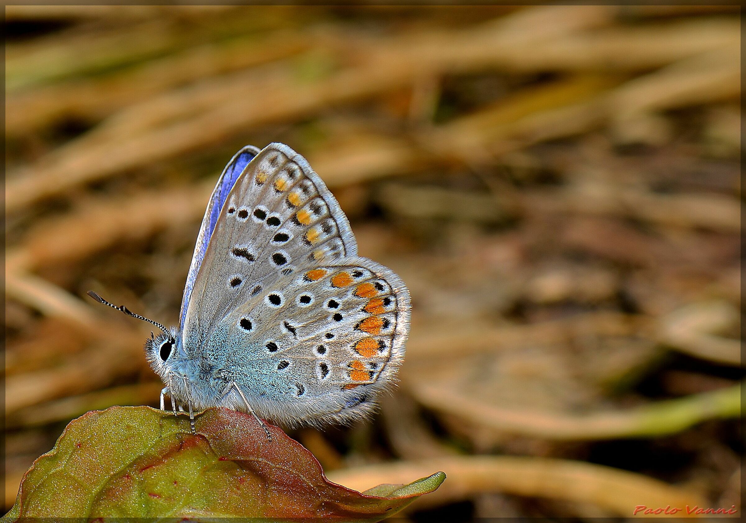 Polyommatus icarus Nikon D800 AF-S VR Micro-Nikkor 105