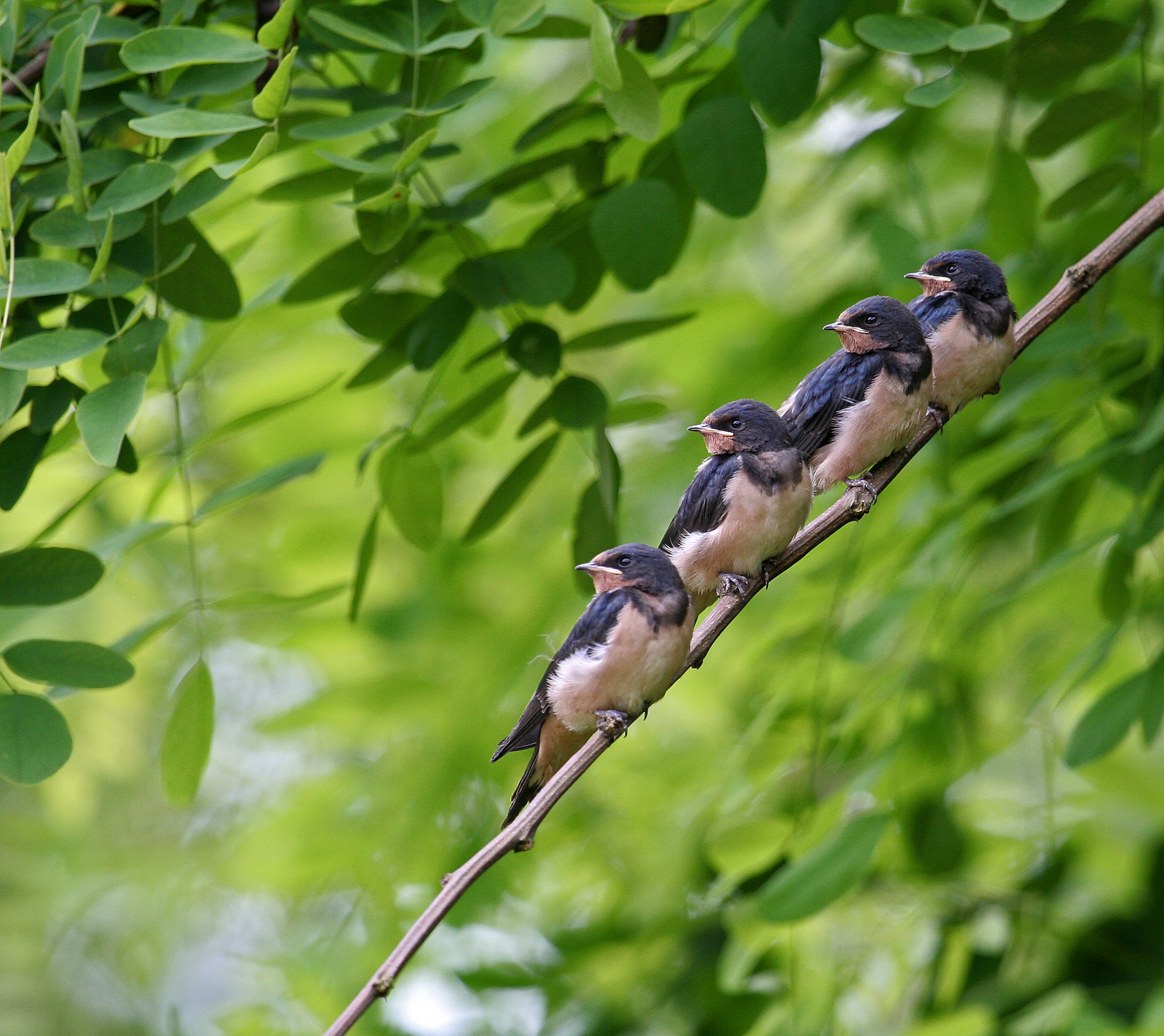 Young swallows waiting to be fed